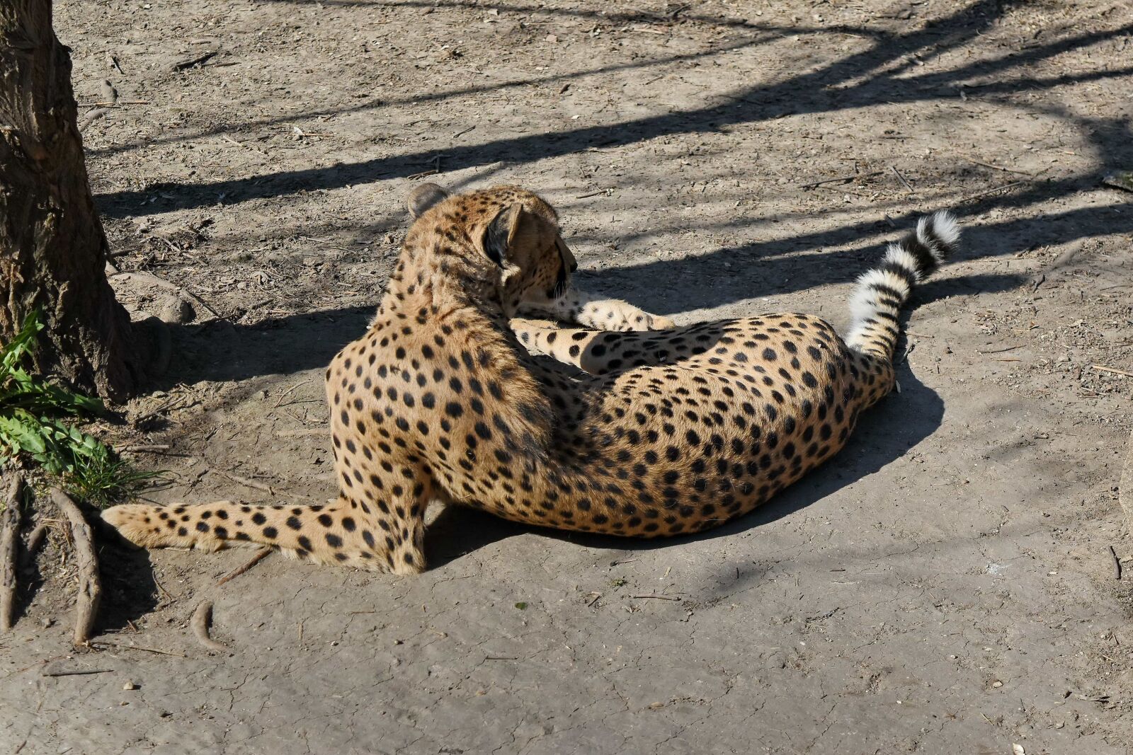 Nikon D5500 sample photo. Leopard, safari, predator, cheetah photography