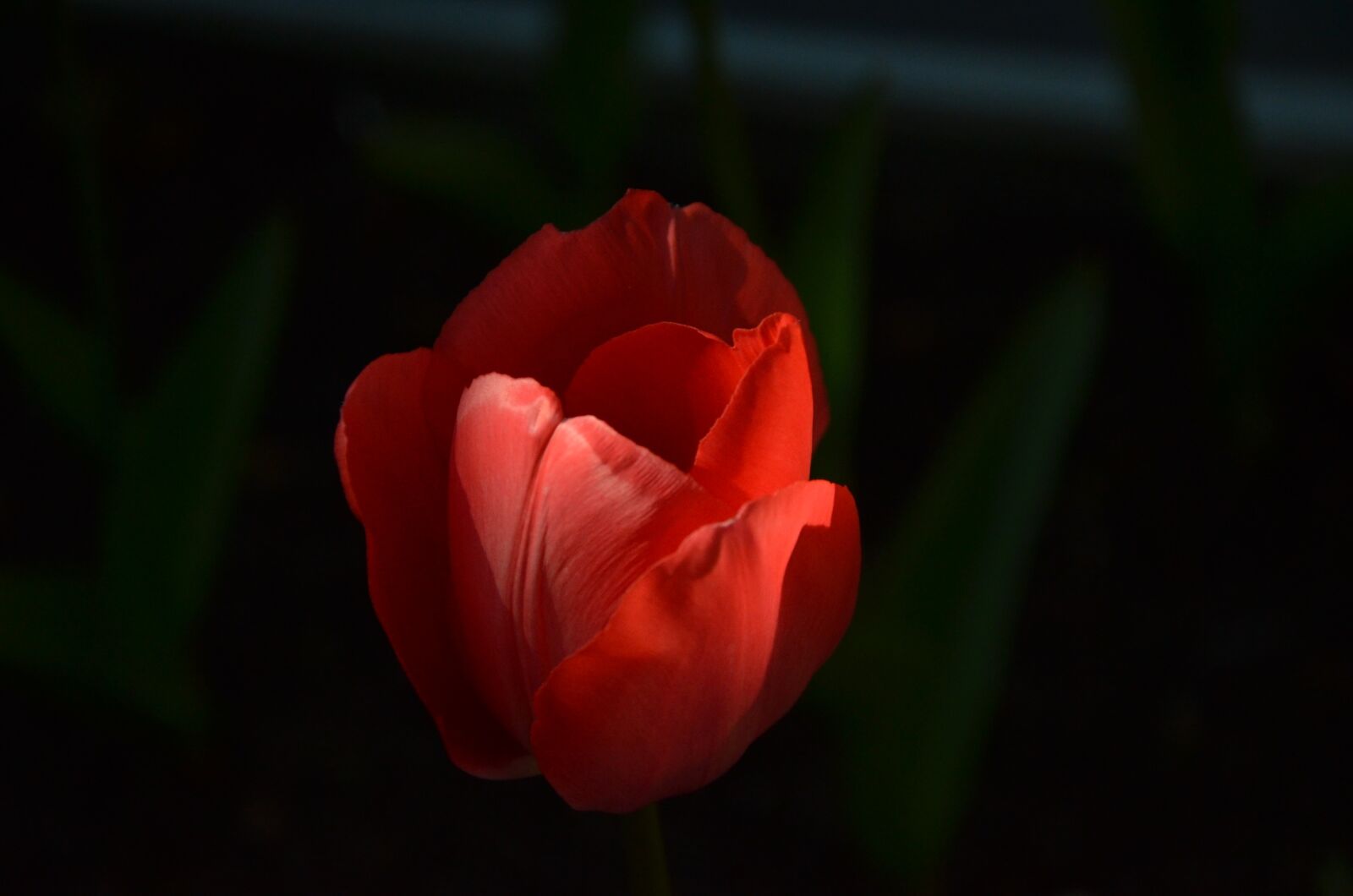 Nikon D7000 sample photo. Shadow, flower, tulip photography