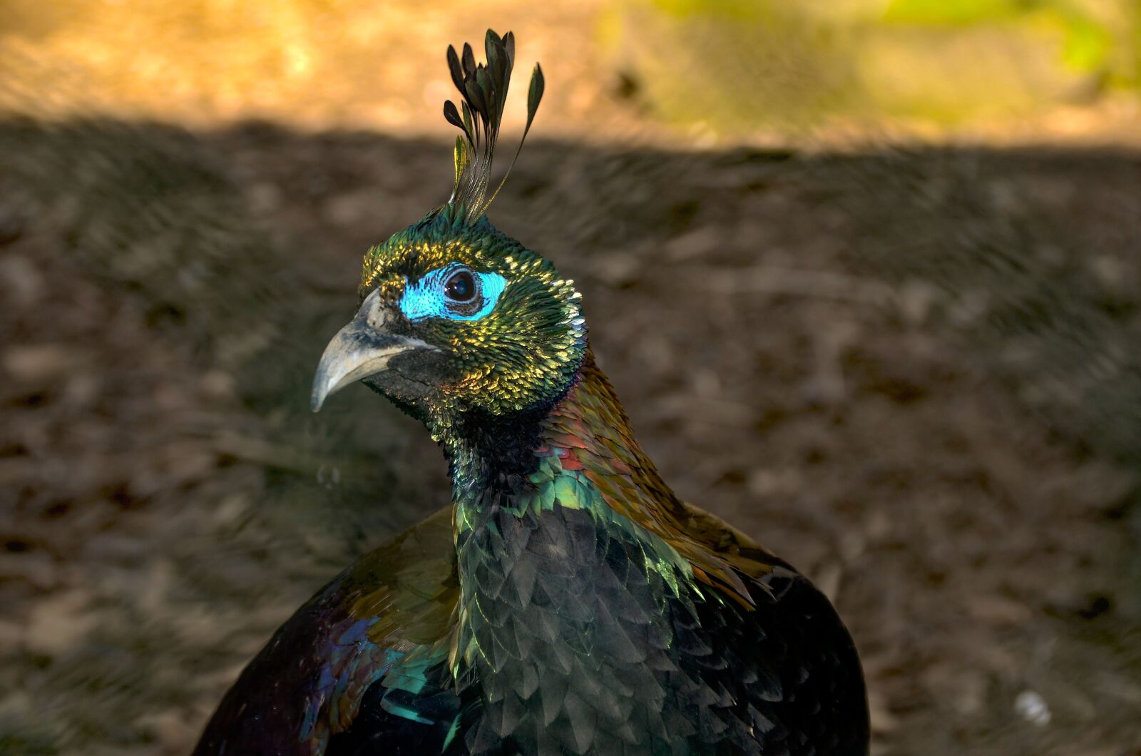 Nikon D7000 sample photo. Gloss pheasant, himalayas, zoo photography