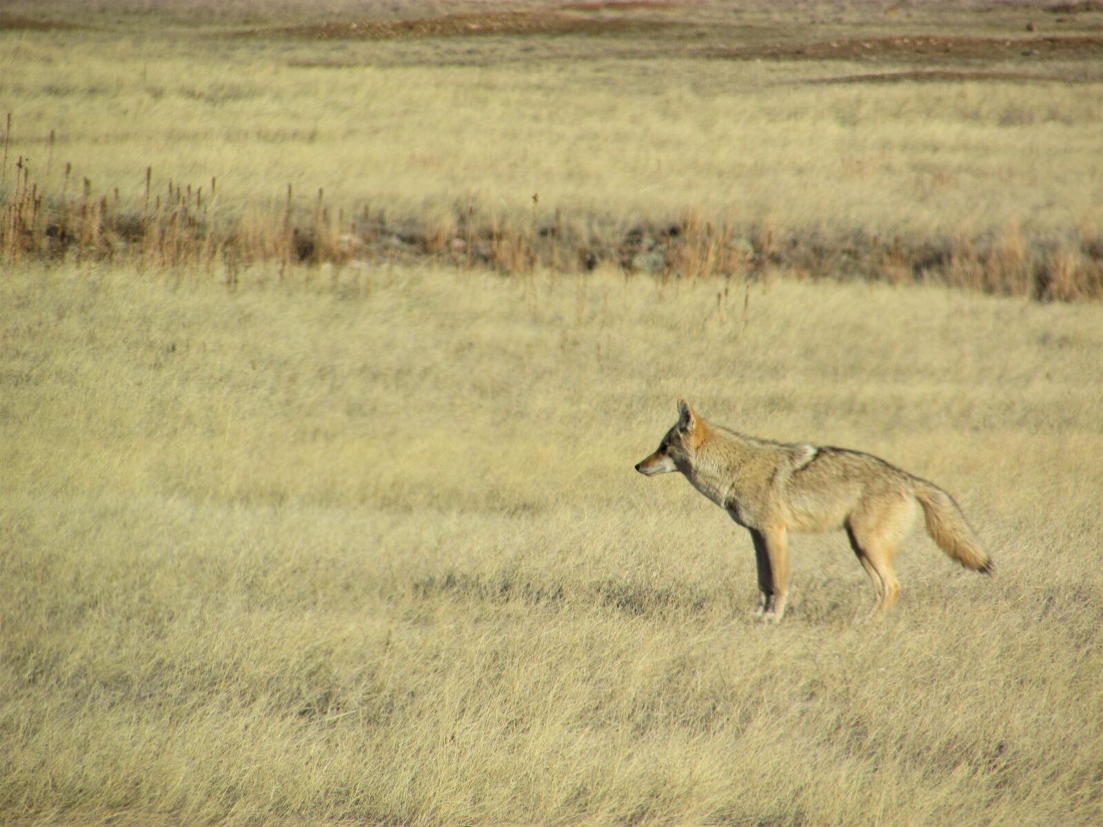 Canon PowerShot SX400 IS sample photo. Coyote, prairie, wild photography