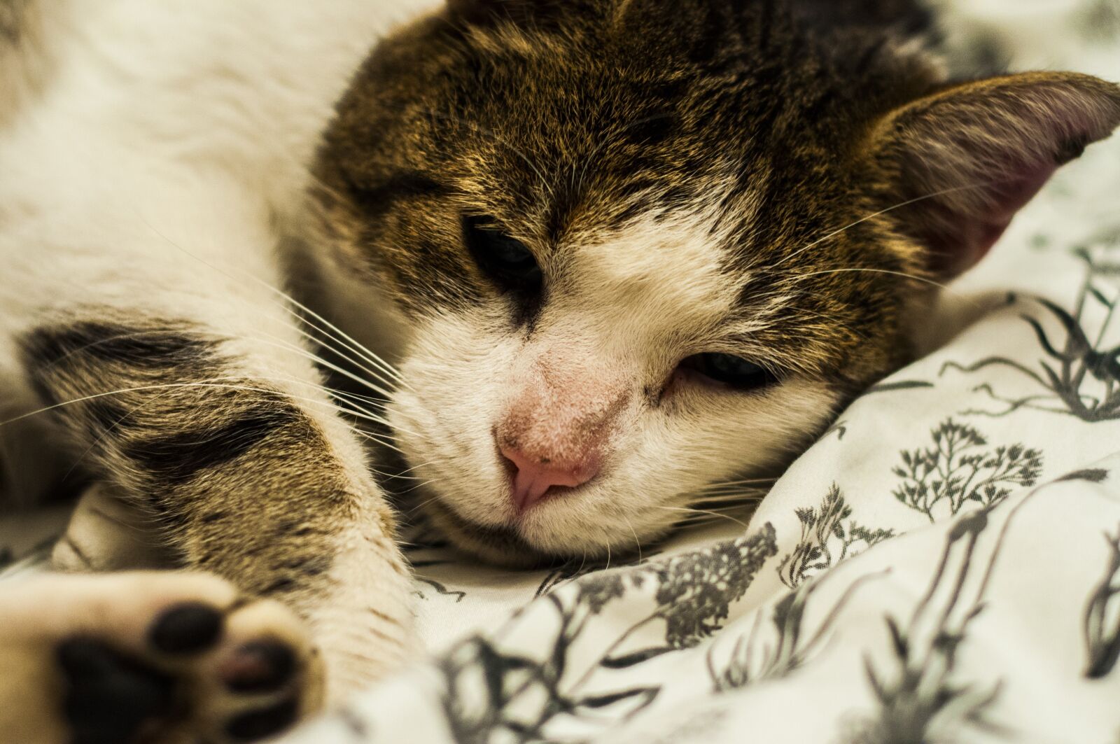 Nikon D90 sample photo. Cat, friend, nice photography