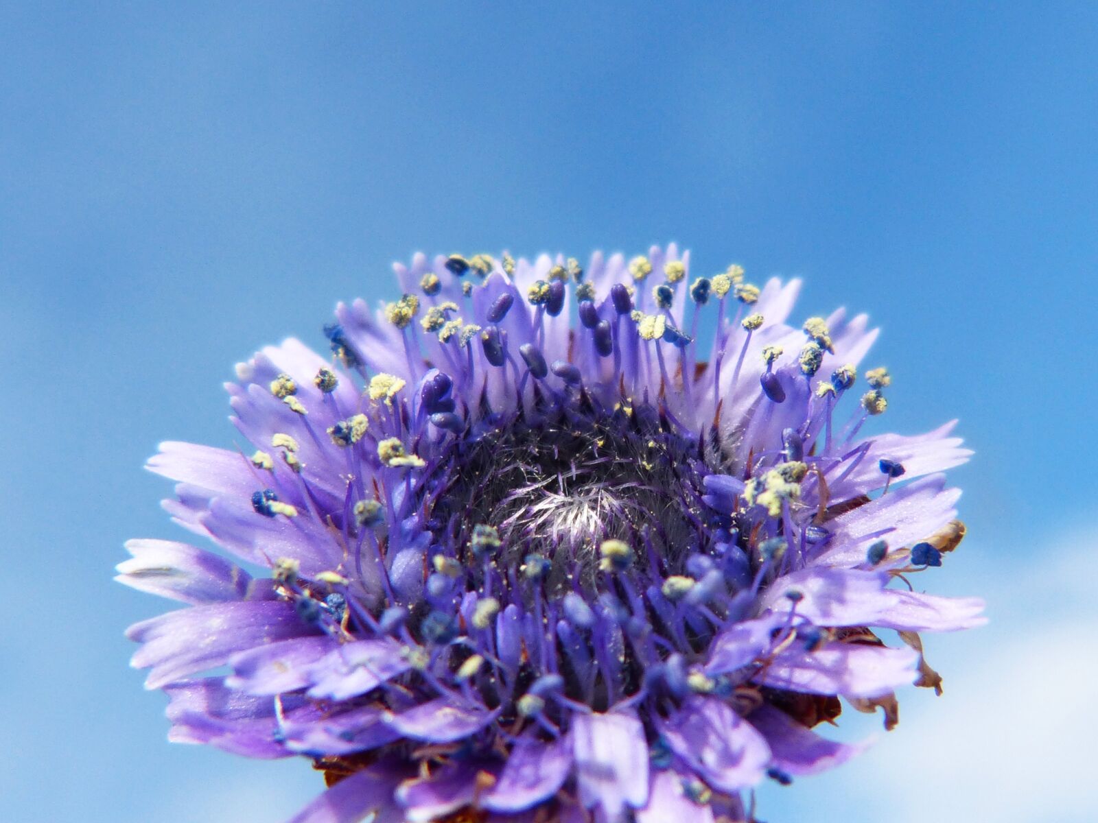 Panasonic DMC-FZ62 sample photo. Flower forest, lilac, blue photography