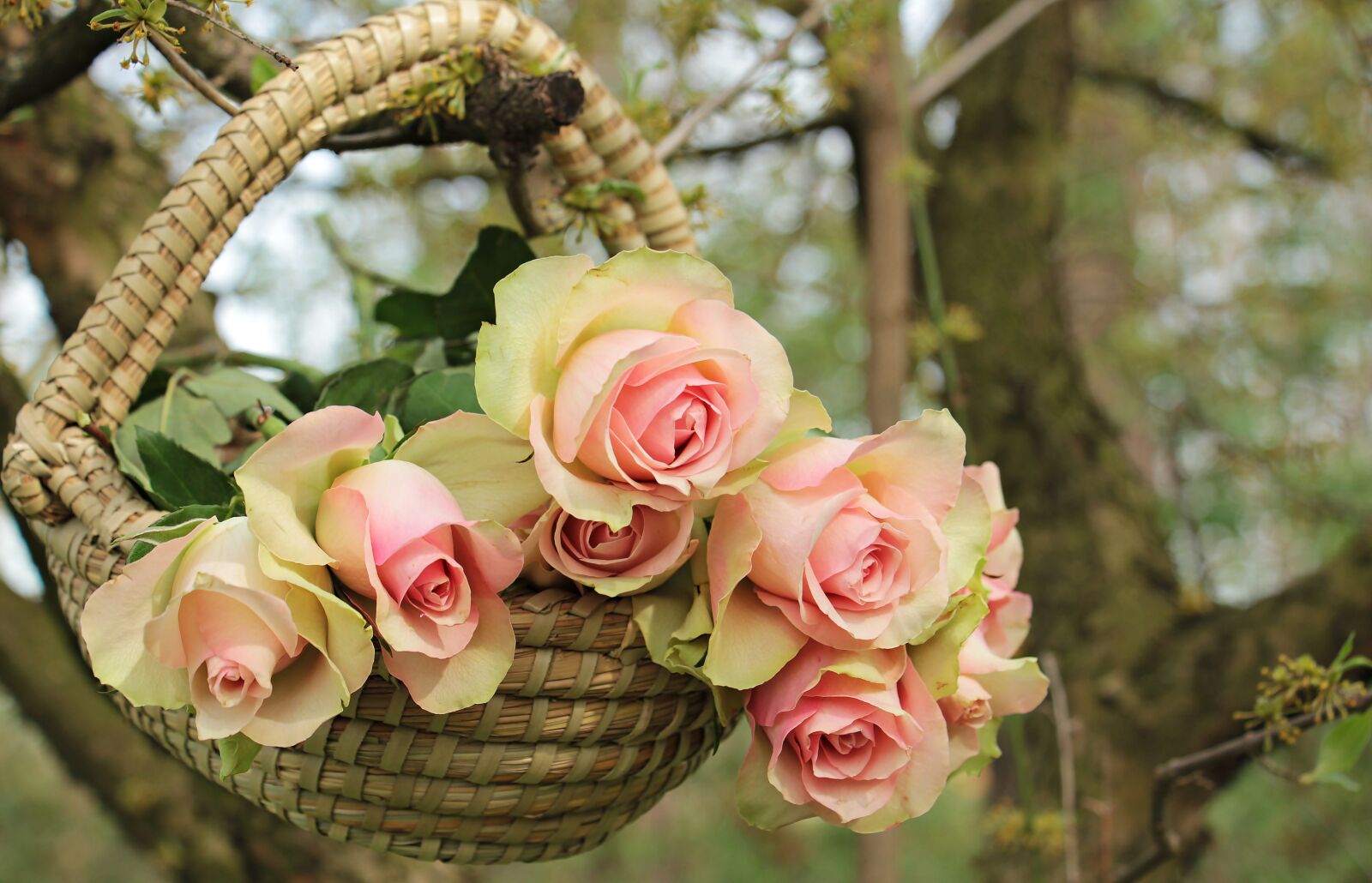 Canon EOS 550D (EOS Rebel T2i / EOS Kiss X4) sample photo. Roses, noble roses, basket photography