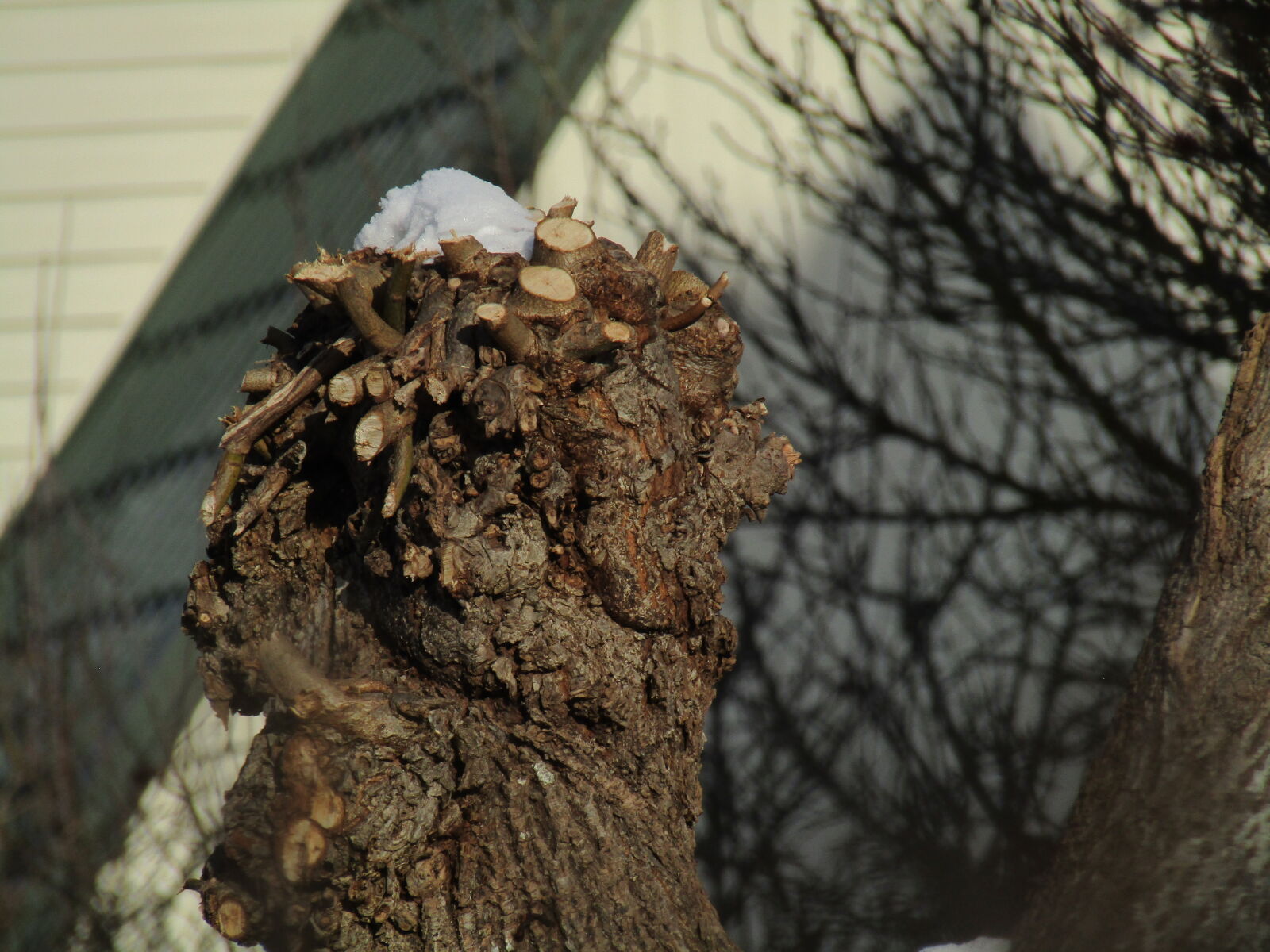 Canon PowerShot SX420 IS sample photo