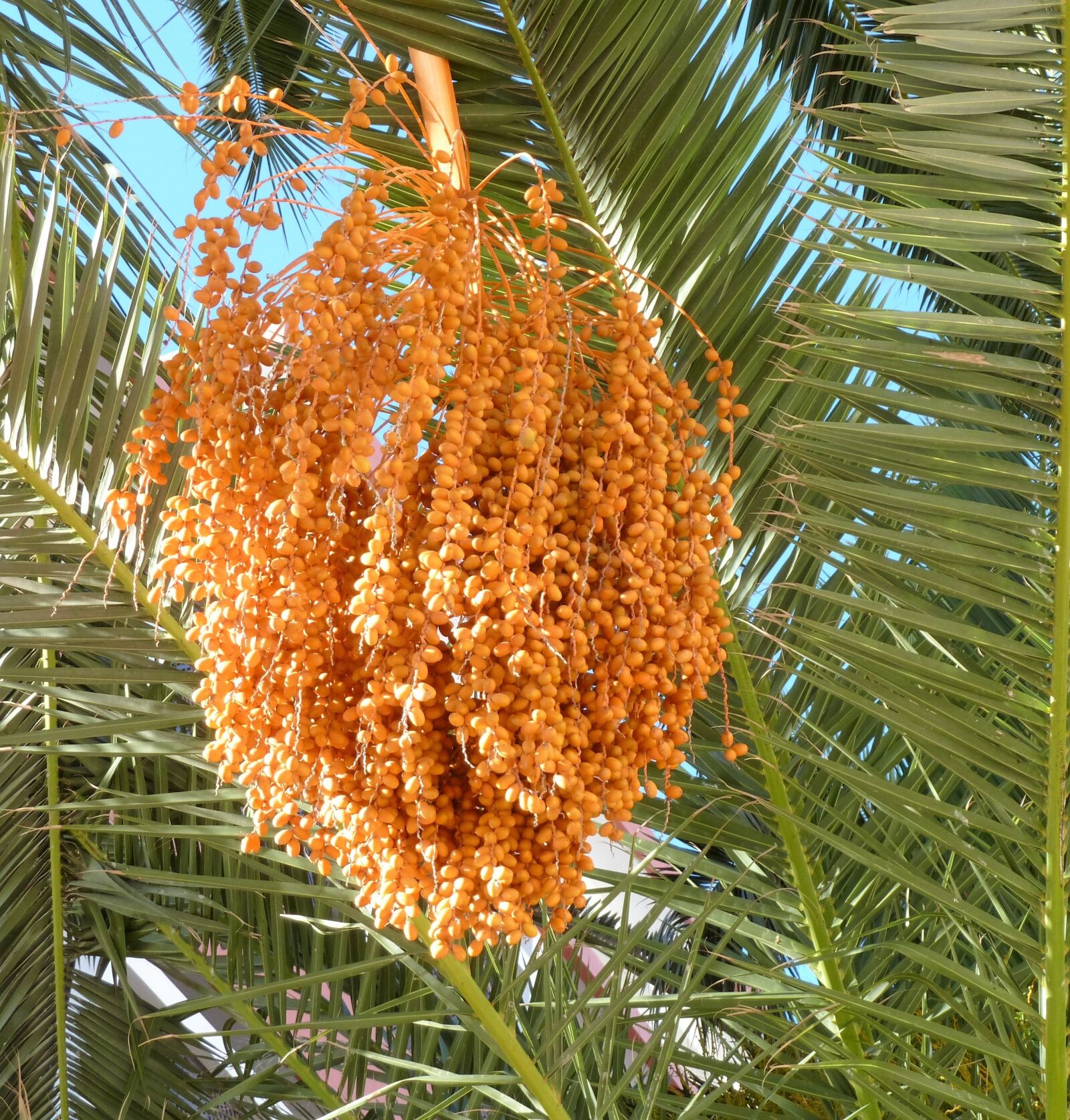 Panasonic Lumix DMC-ZS5 (Lumix DMC-TZ8) sample photo. Fruits, dates, orange photography
