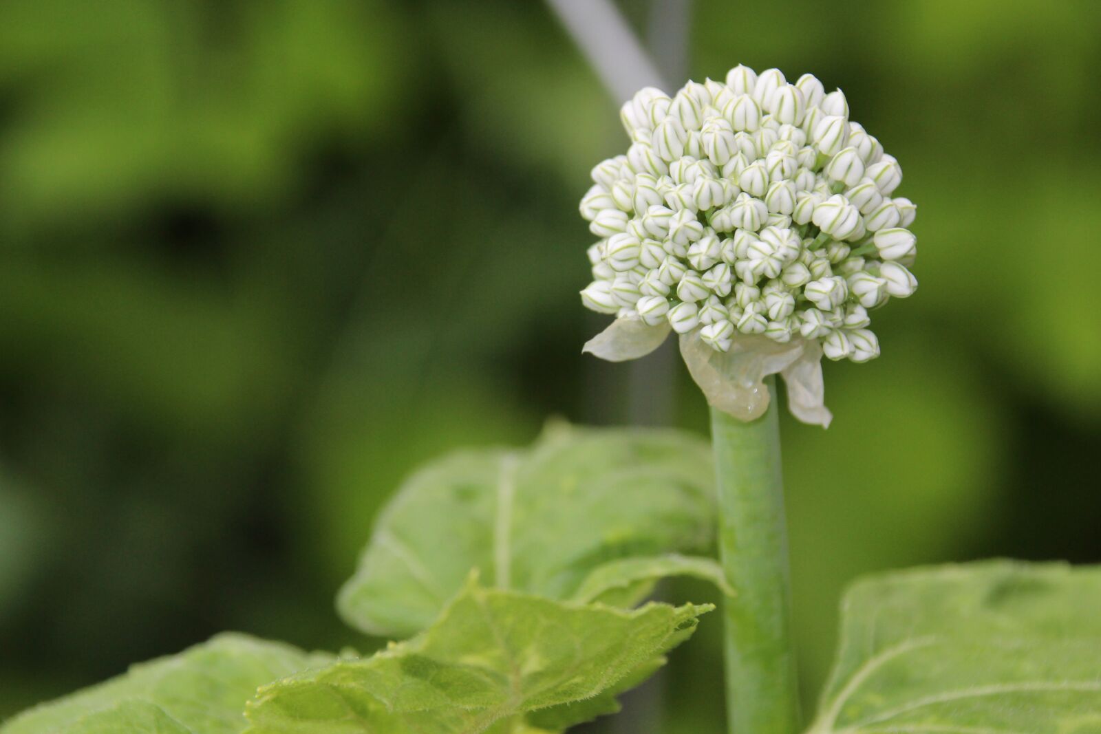Canon EOS 100D (EOS Rebel SL1 / EOS Kiss X7) sample photo. Onion blossom, flower, flowering photography