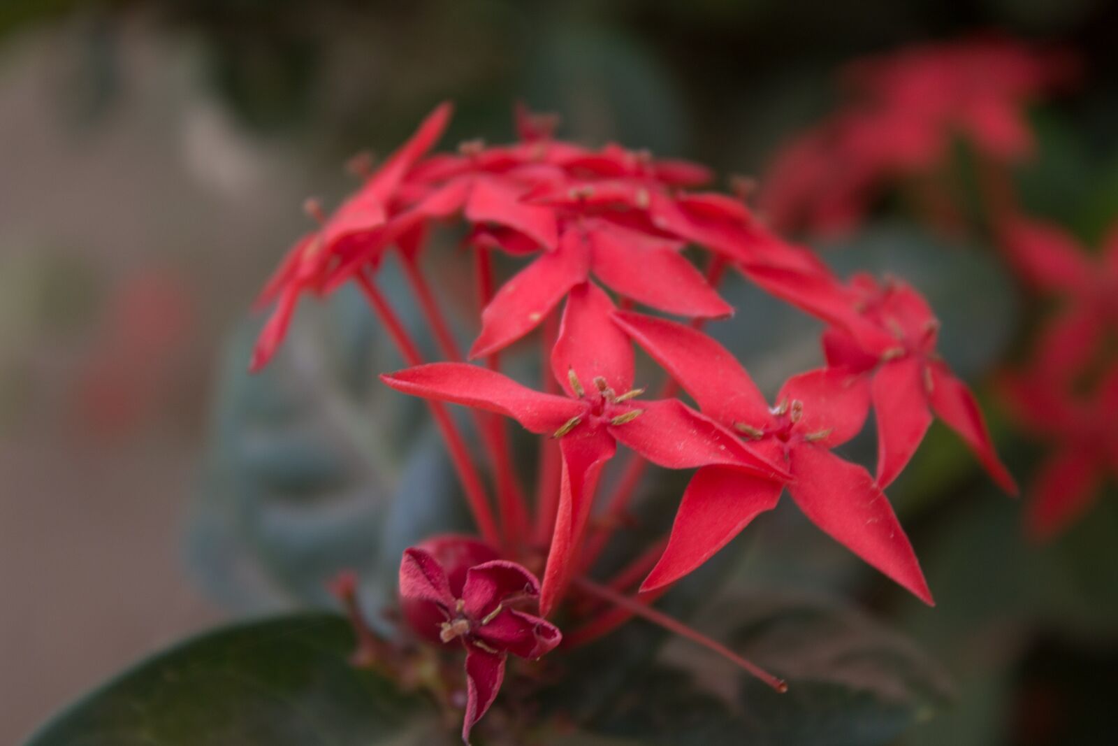 Canon EOS 1100D (EOS Rebel T3 / EOS Kiss X50) sample photo. Flower, red, flowers photography