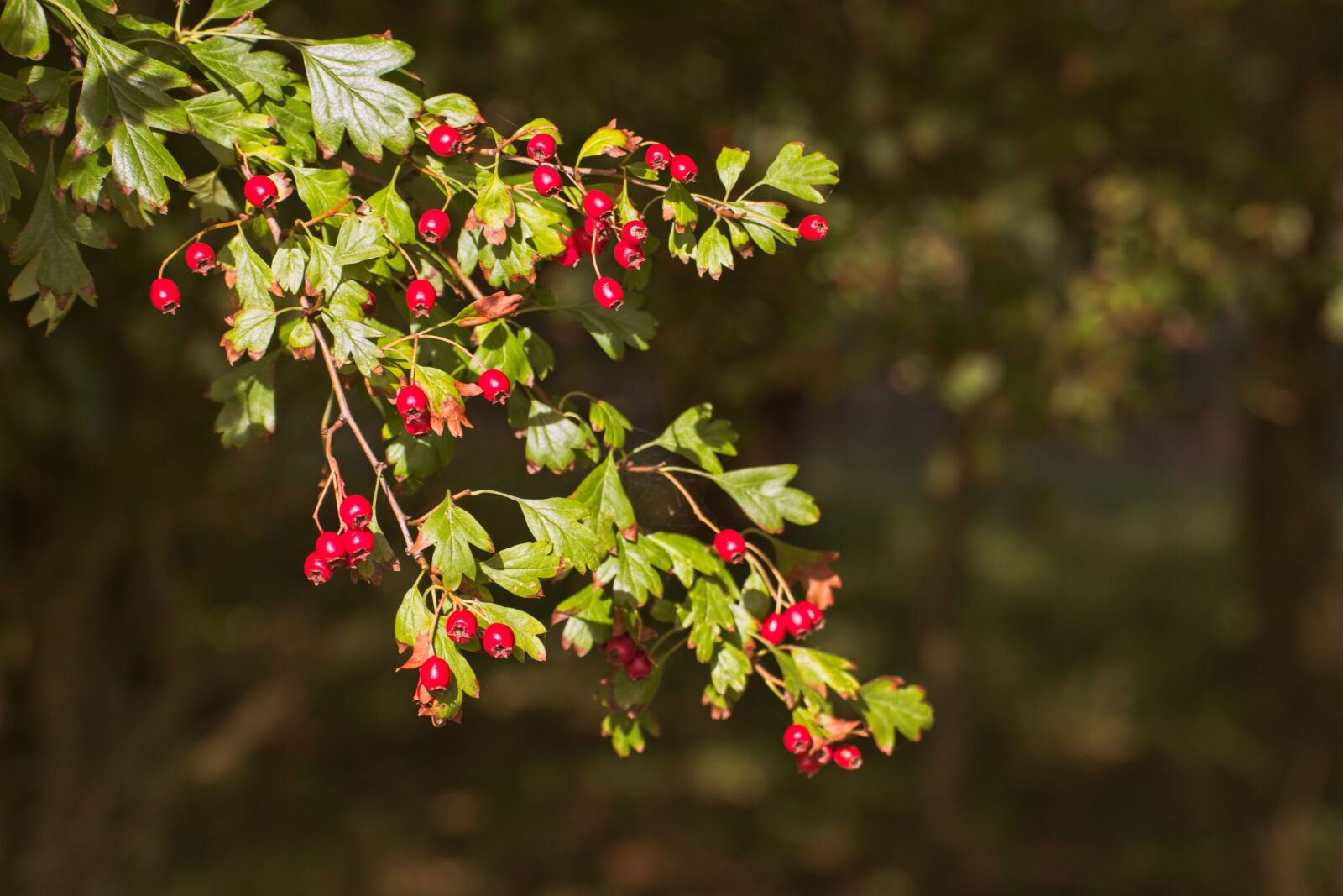 Canon EOS 70D sample photo. Red, berries, redcurrant photography
