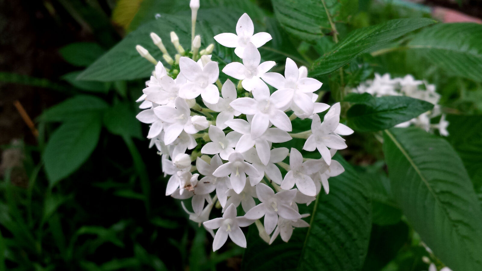 Samsung Galaxy S4 sample photo
