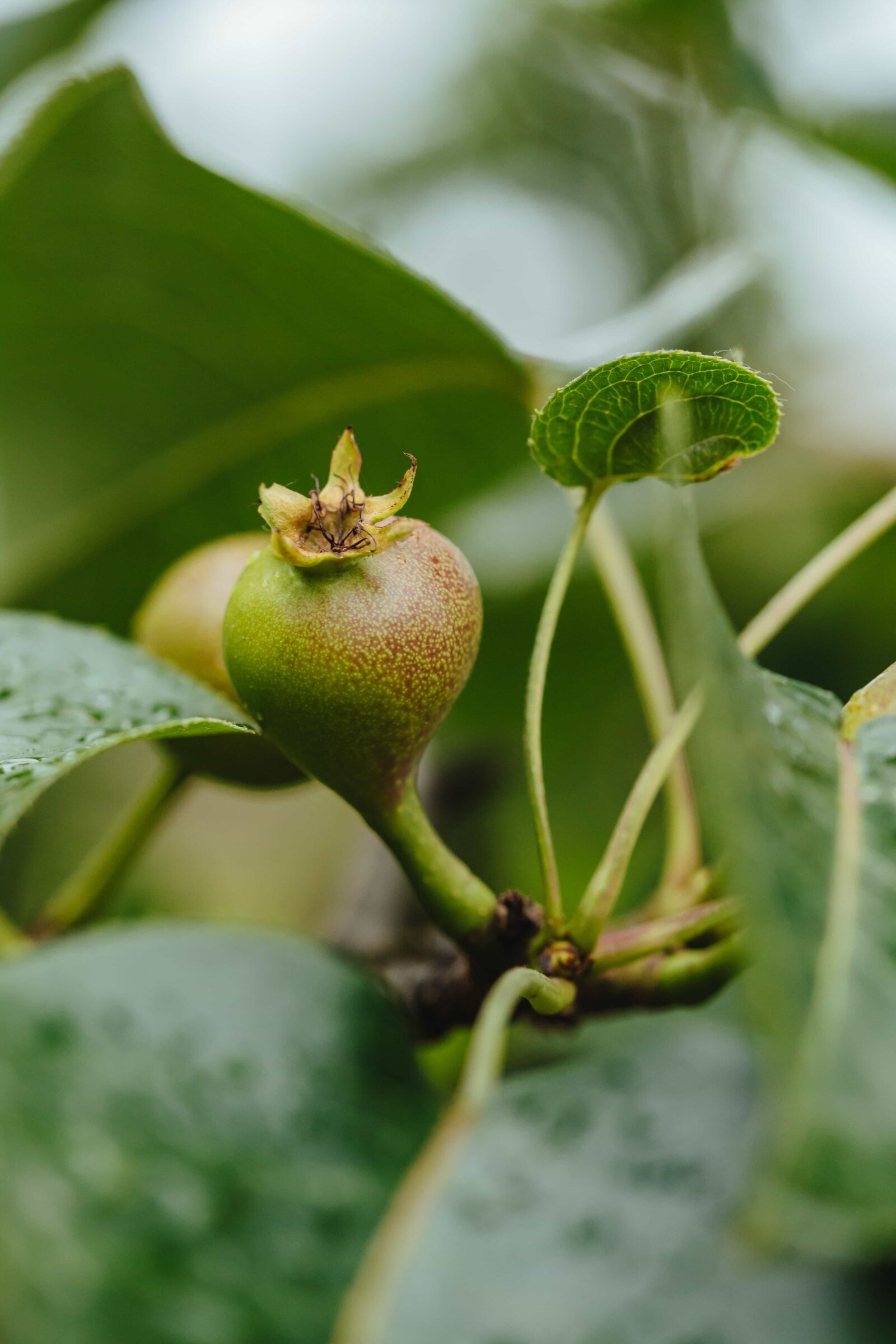 Canon EF 100mm F2.8 Macro USM sample photo. Orchard, organic, pear, unripe photography