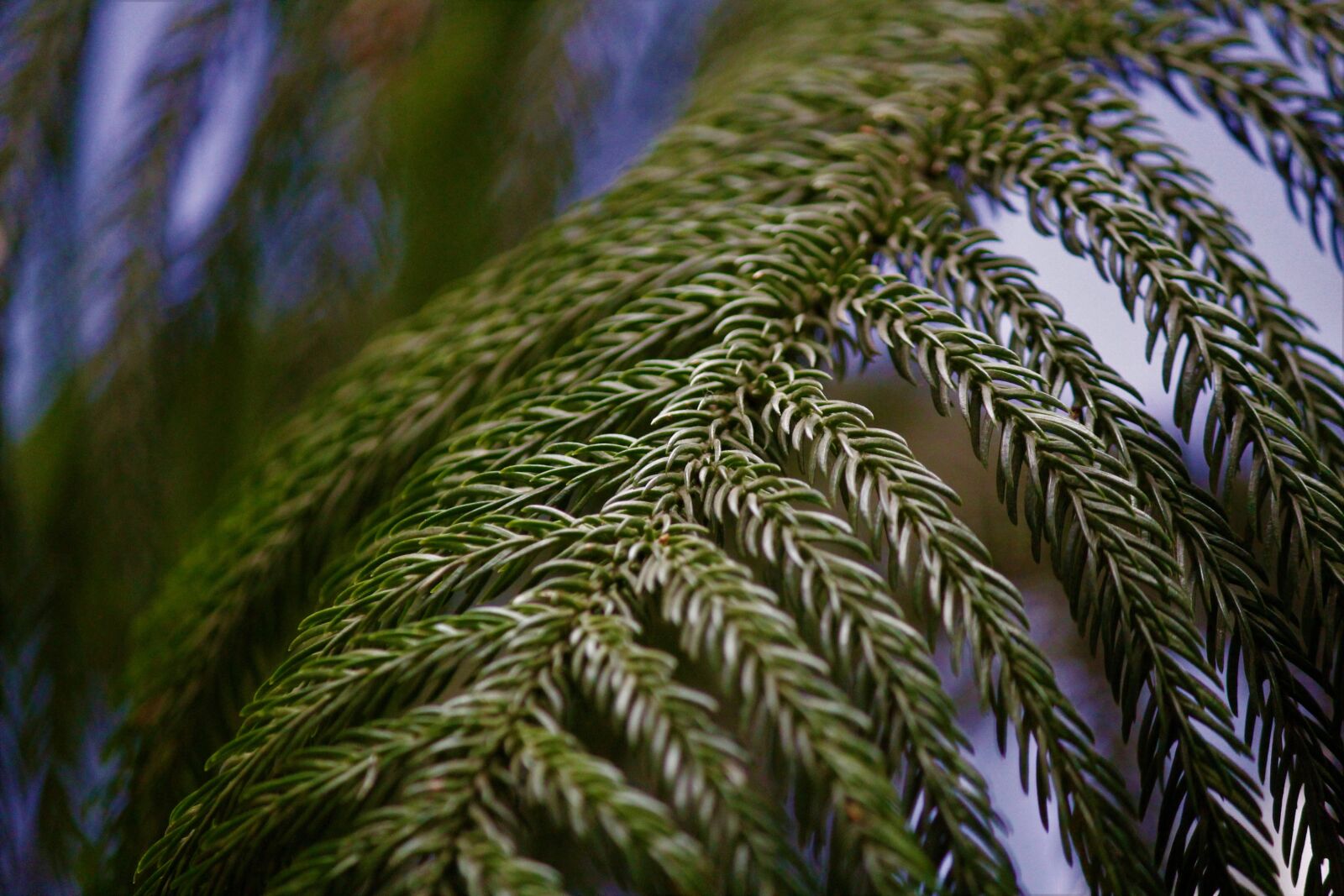Canon EOS 1200D (EOS Rebel T5 / EOS Kiss X70 / EOS Hi) sample photo. Detail, plant, nature photography
