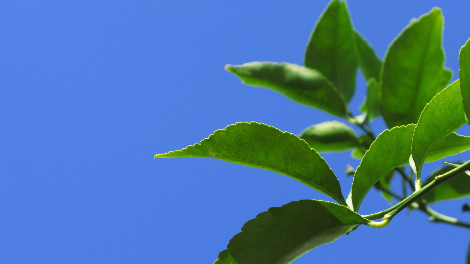 Canon POWERSHOT G9 sample photo. Nature, lemon tree, leaves photography