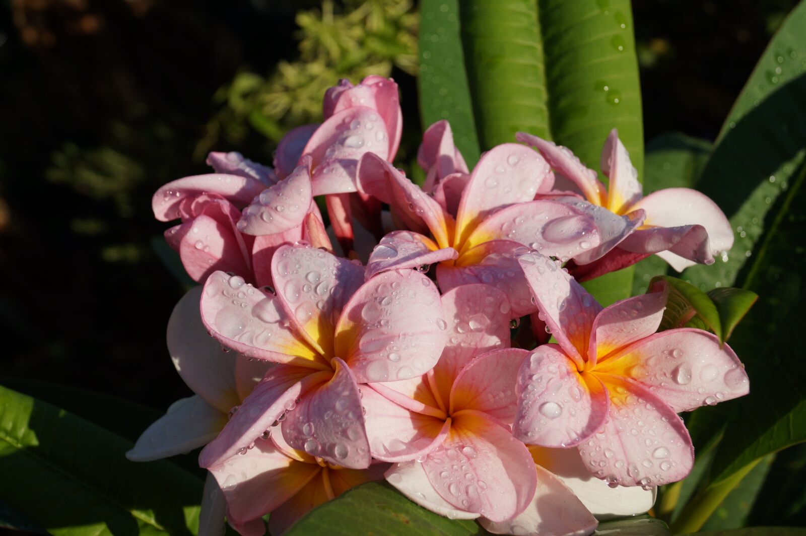 Sony DT 18-55mm F3.5-5.6 SAM II sample photo. Tiare, flower, pink photography
