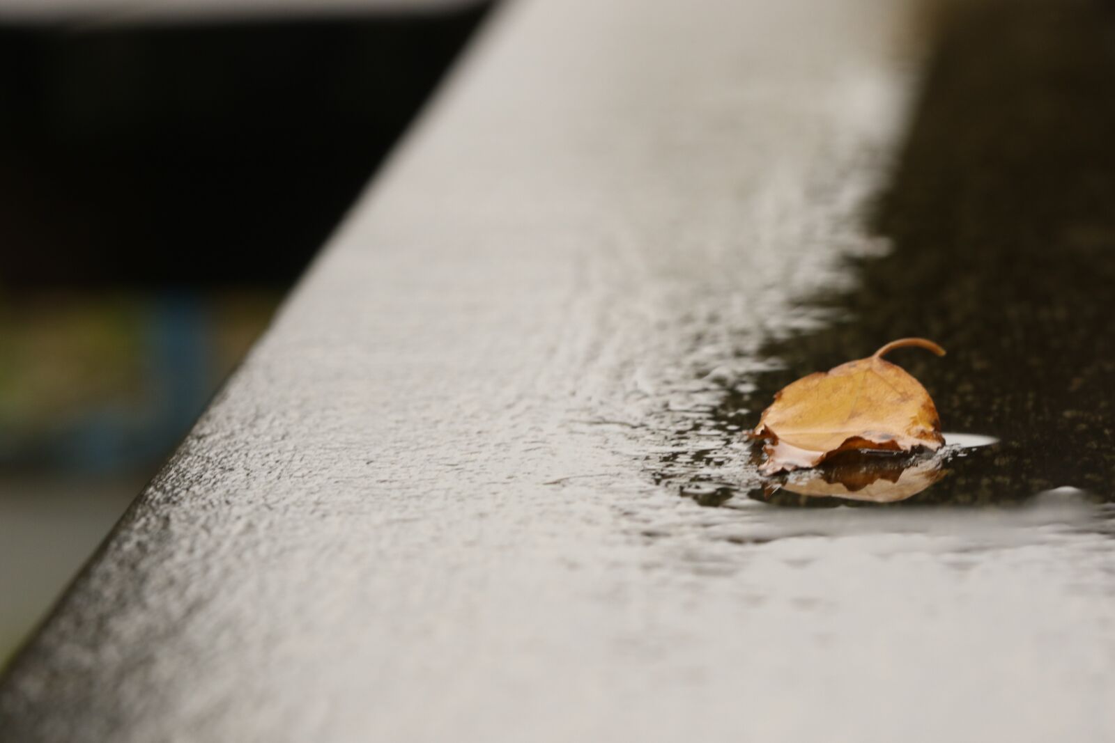 Canon EOS 7D Mark II sample photo. Autumn leaves, leaf, nature photography