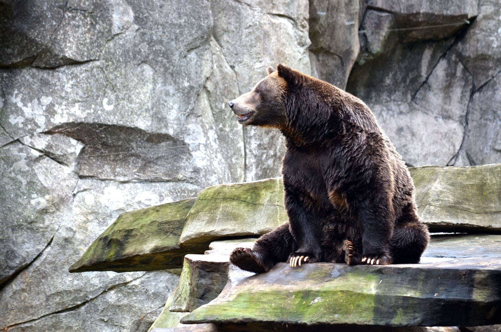 Nikon D5100 sample photo. Grizzly, bear, nature photography