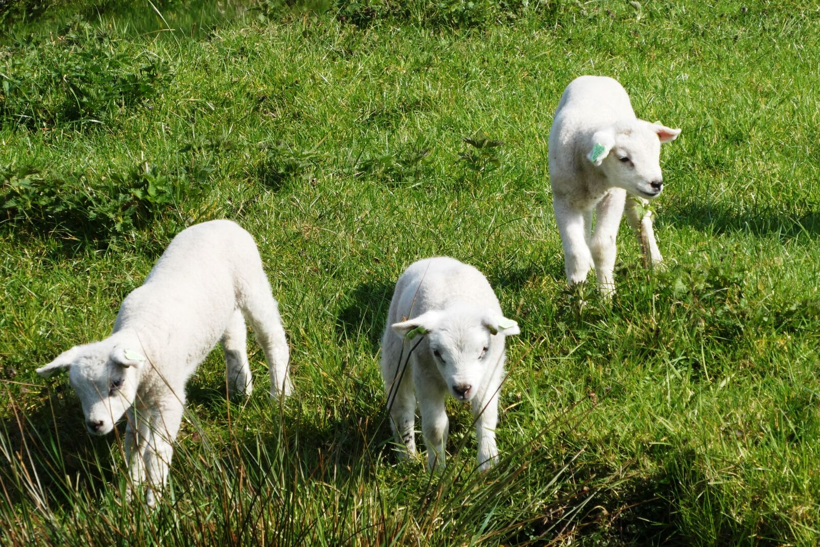 Panasonic Lumix DC-ZS70 (Lumix DC-TZ90) sample photo. Lambs, pasture, spring photography