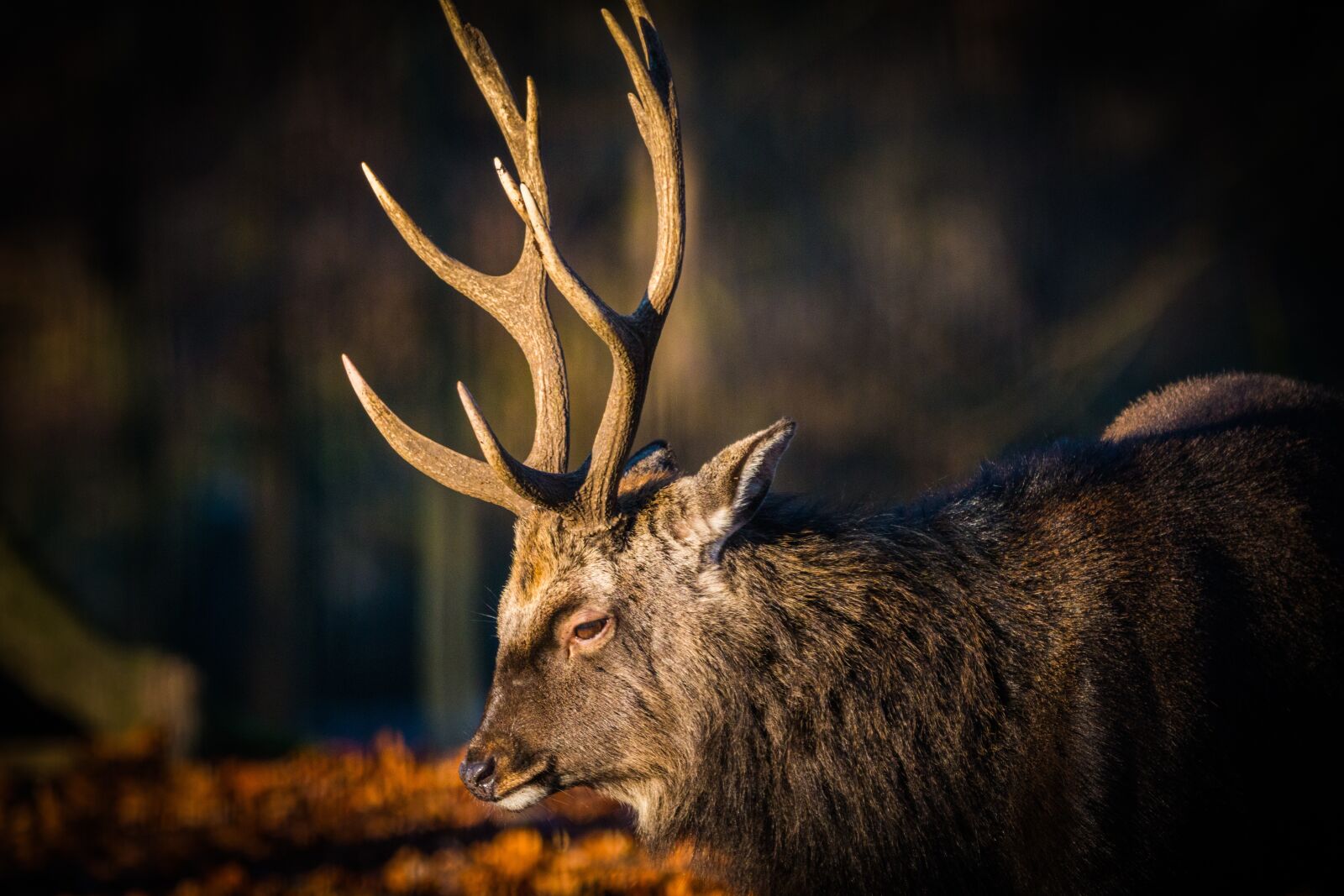 150-600mm F5-6.3 DG OS HSM | Contemporary 015 sample photo. Antler, hirsch, red deer photography