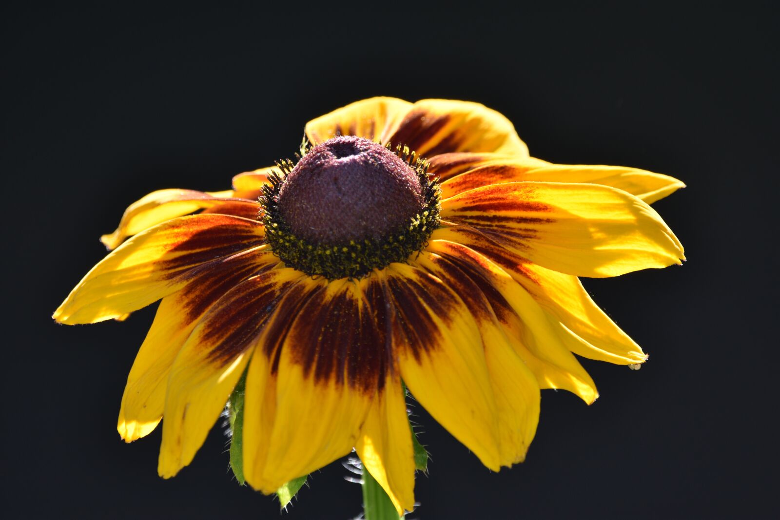 Nikon D3400 sample photo. Coneflower, flower, bloom photography