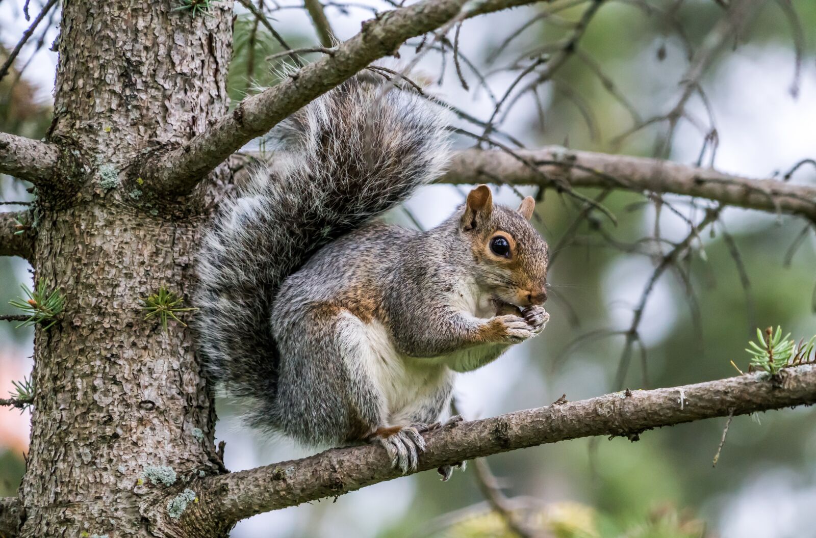 Sony a7R II sample photo. Squirrel, eating, nature photography