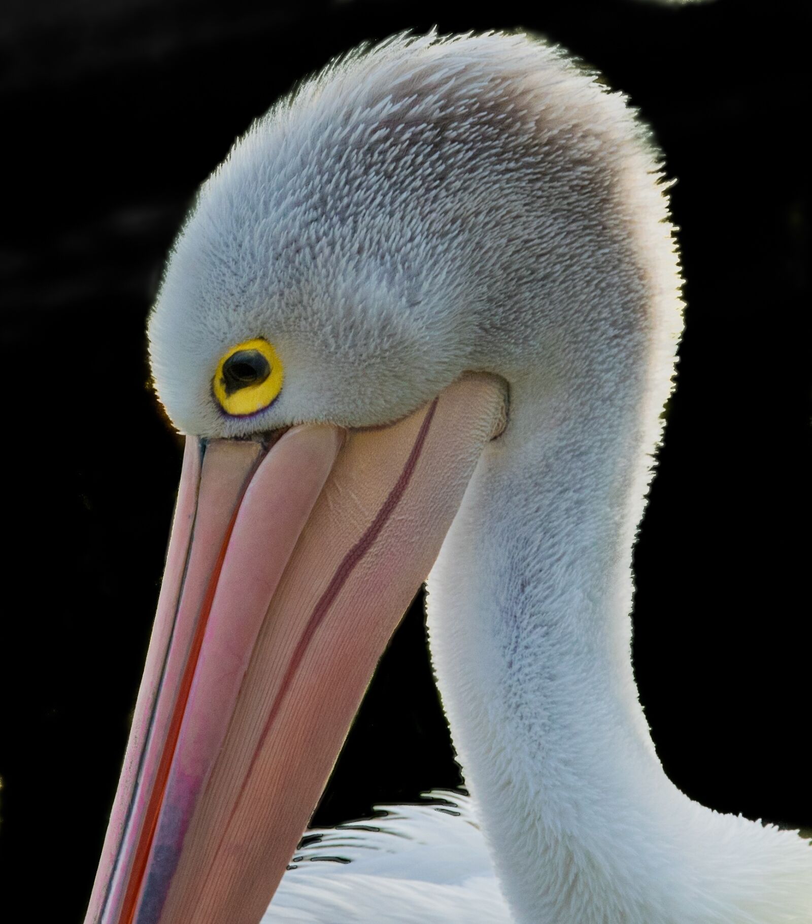 Nikon D5300 sample photo. Bird, wildlife, beak photography