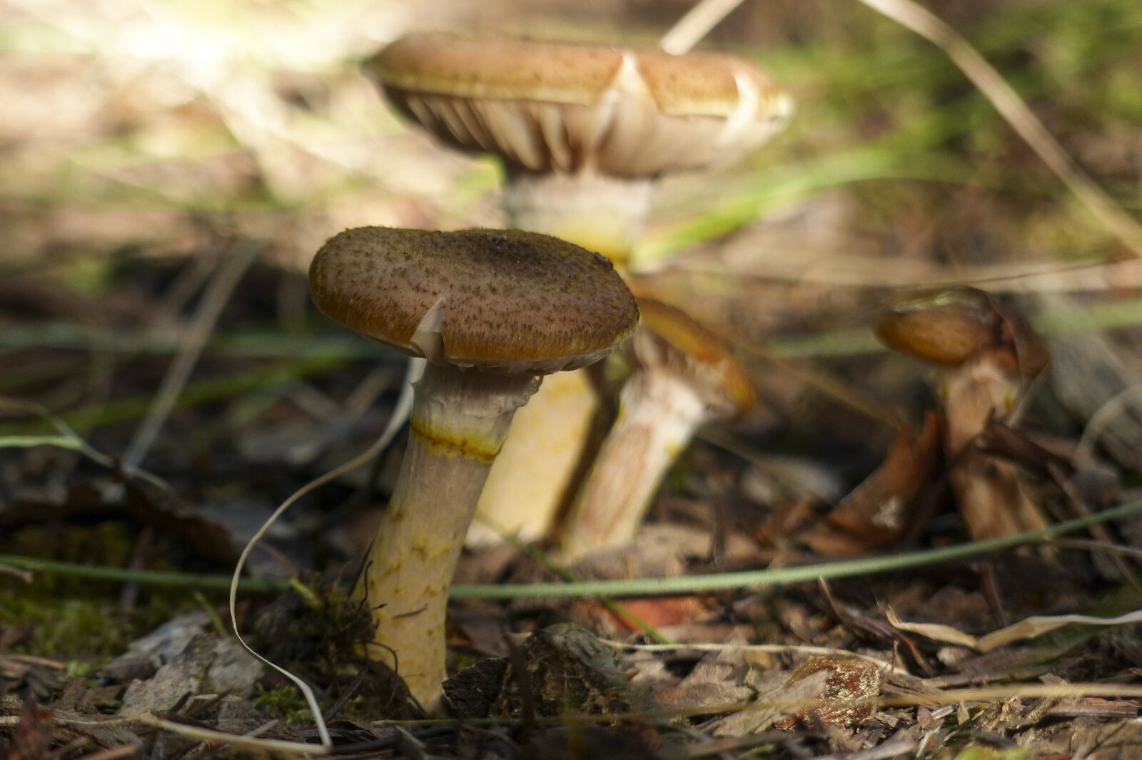 Panasonic Lumix DMC-FZ200 sample photo. Wild, mushroom, poisoned photography