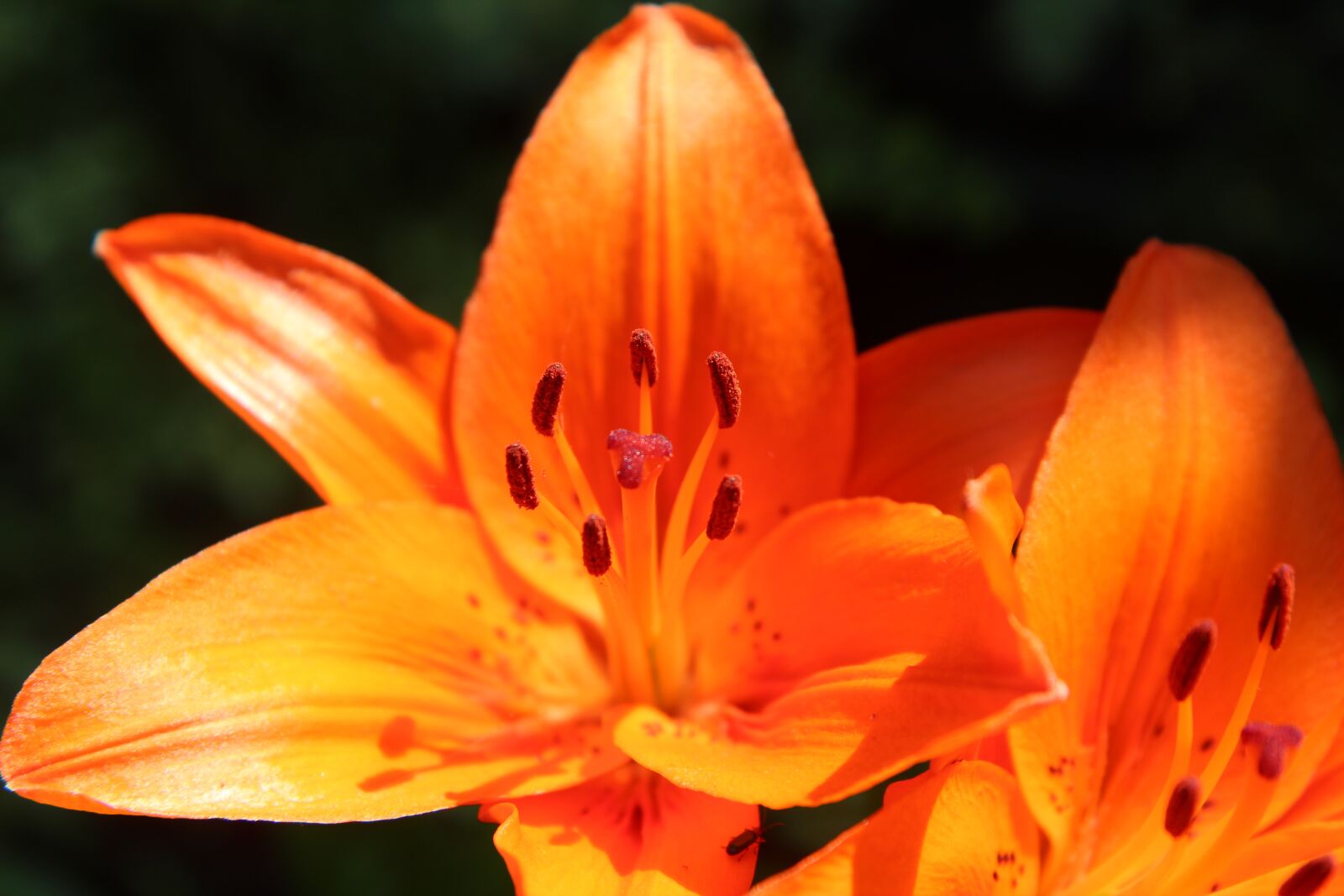 Canon EOS 600D (Rebel EOS T3i / EOS Kiss X5) sample photo. Lys, lily orange, orange photography