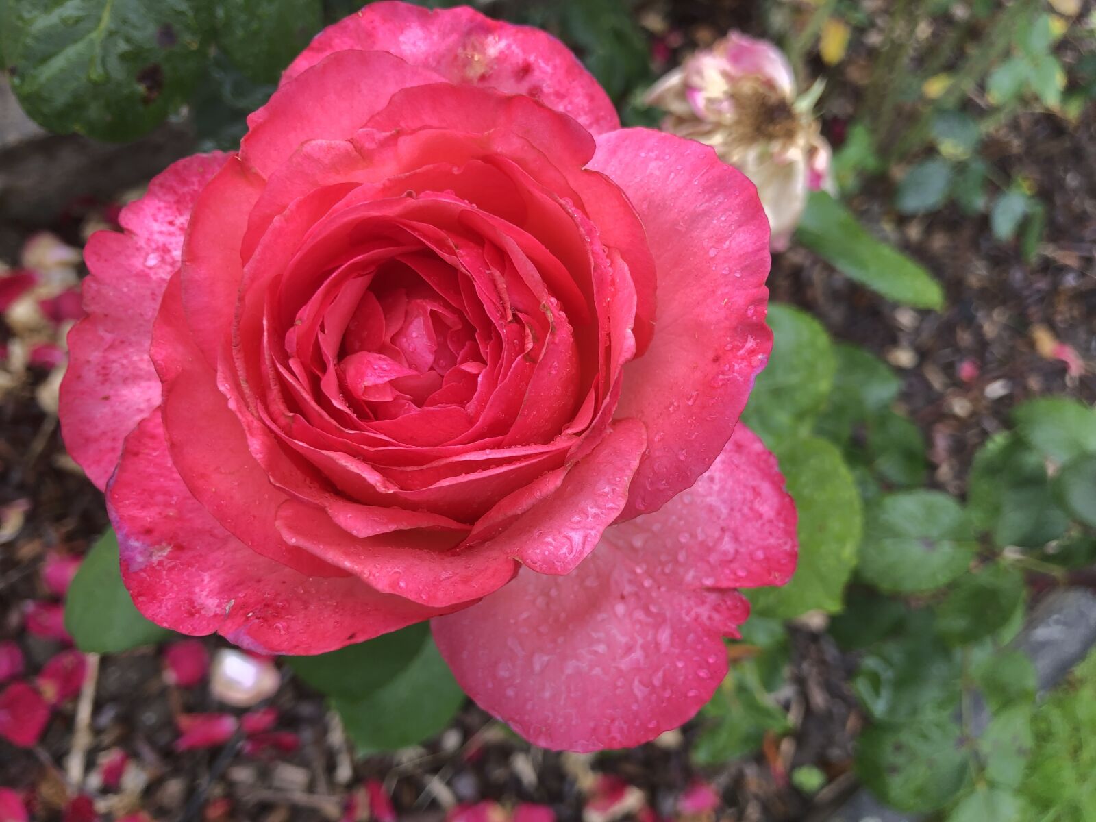 Apple iPhone 8 sample photo. Rose, water, pink photography