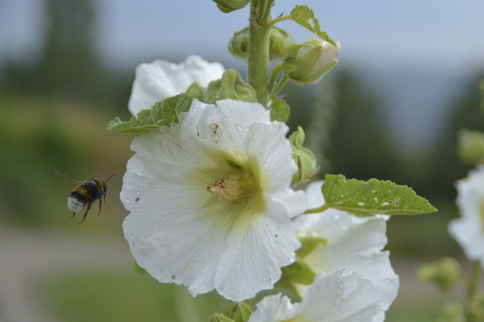 Nikon D7100 sample photo. Hummel, blossom, bloom photography