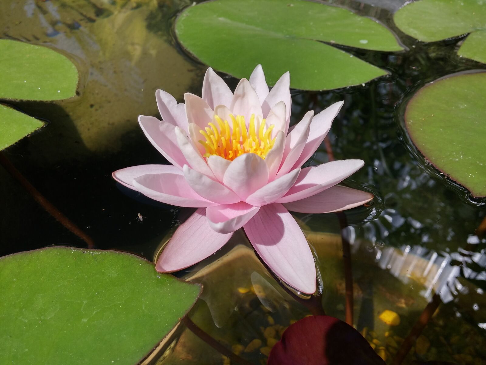 LG D855 sample photo. Flowers, lily, water lily photography