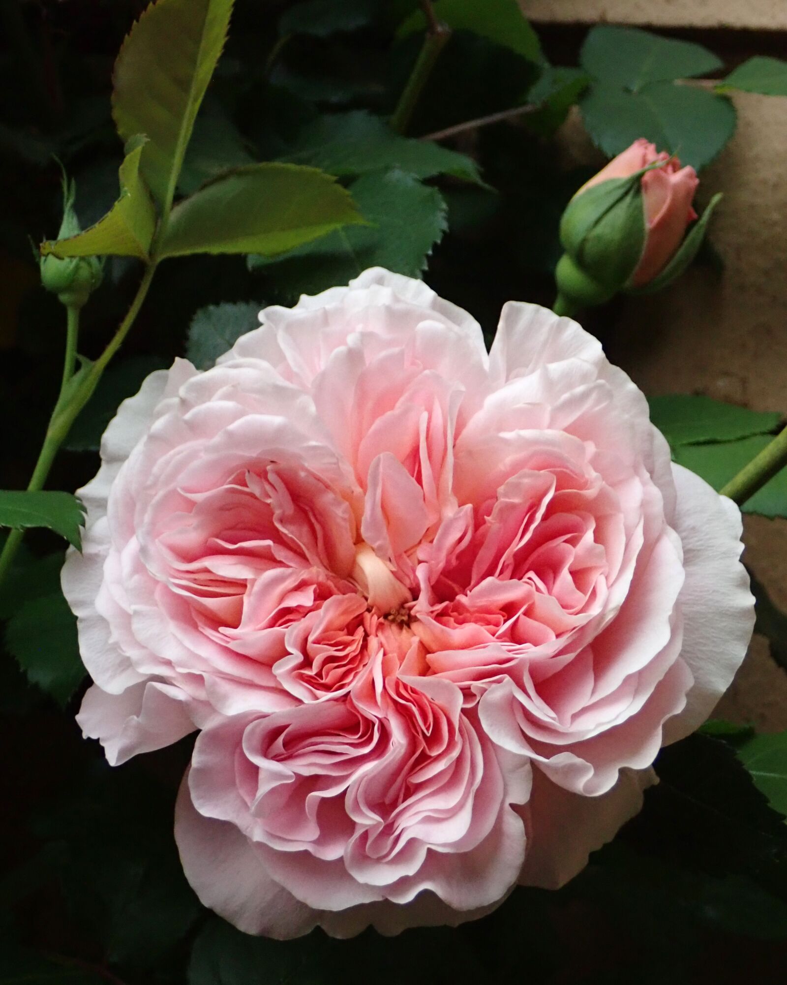Olympus TG-5 sample photo. Flower, pink, rose photography