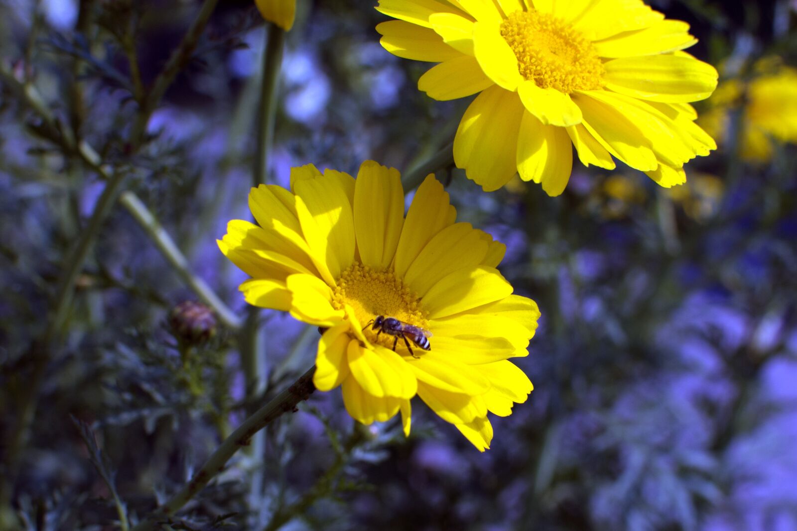 Nikon D3200 sample photo. Flowers, nature, beauty photography