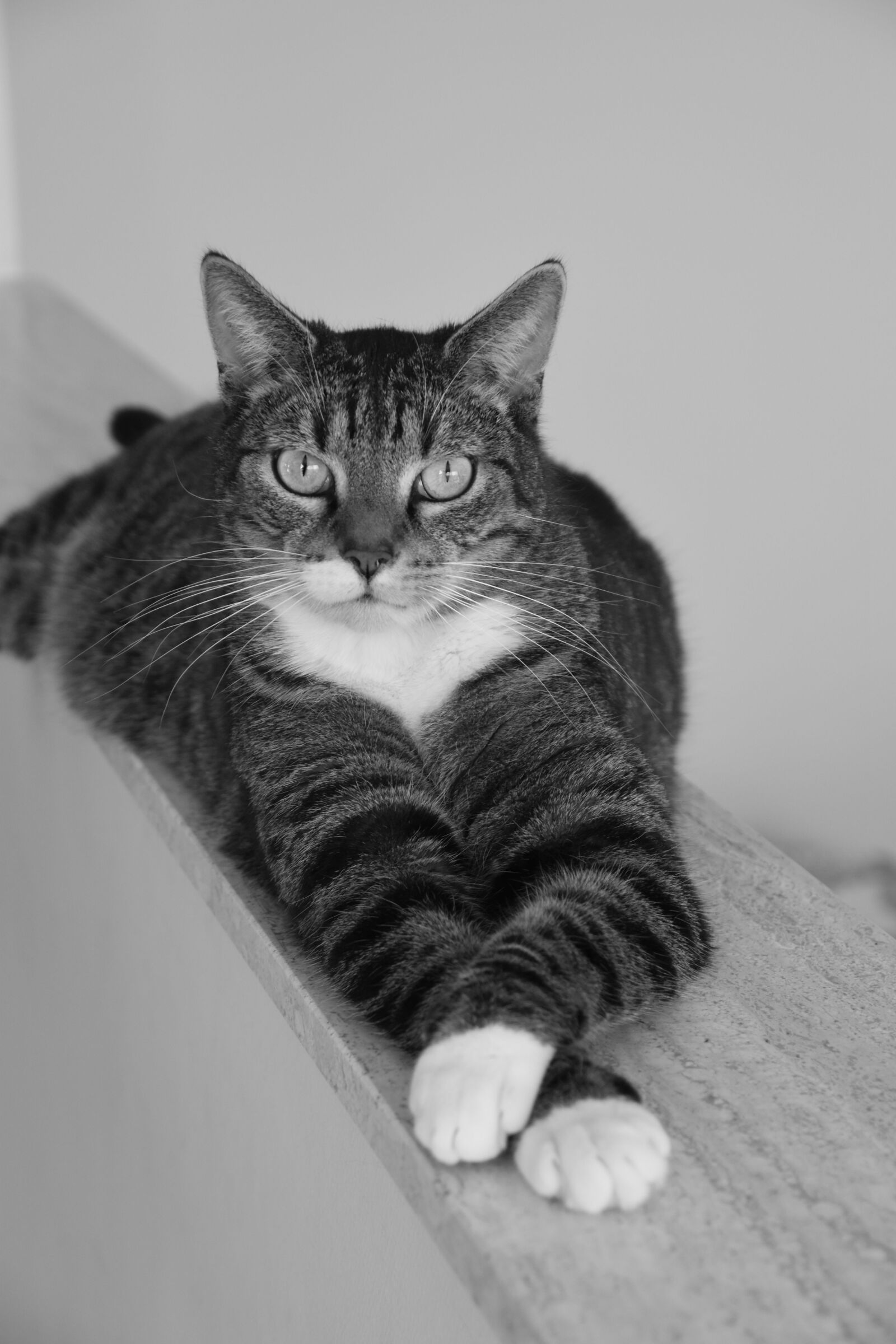 Nikon D5600 sample photo. Cute, cat, animal photography