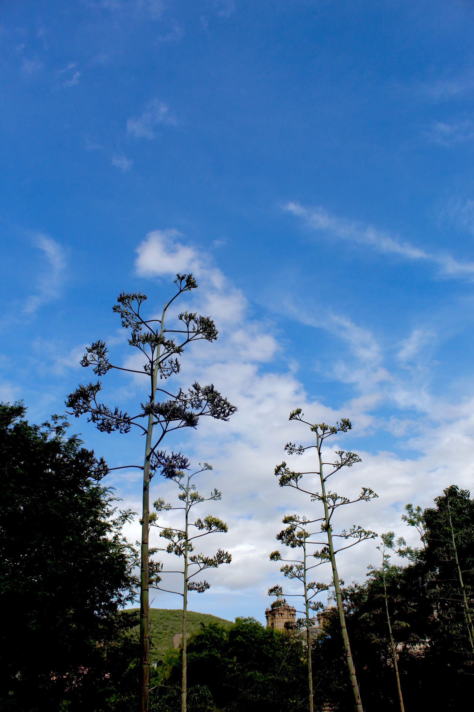 Canon EOS 1300D (EOS Rebel T6 / EOS Kiss X80) sample photo. Blue sky, plant, oaxaca photography