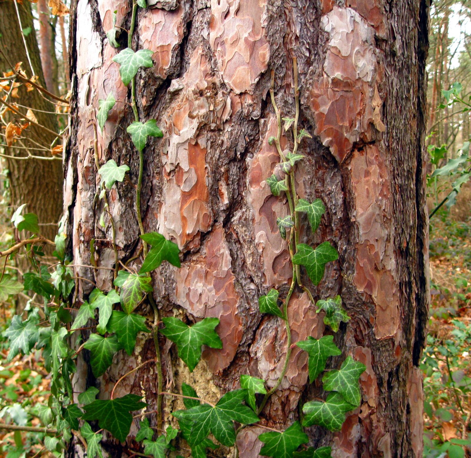 Canon DIGITAL IXUS 950 IS sample photo. Tree, log, bark photography