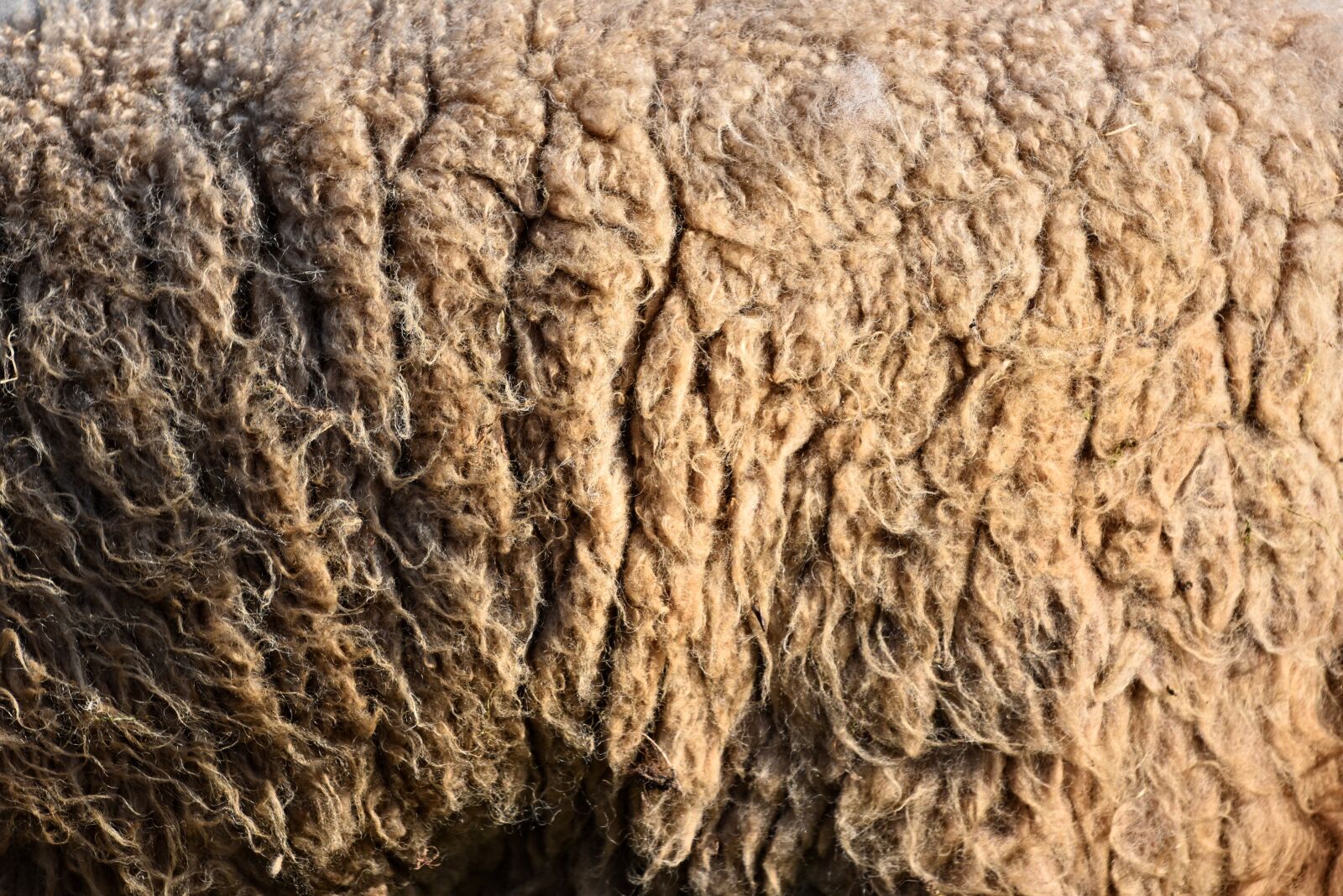 Nikon D750 sample photo. Wool, sheep's wool, hair photography