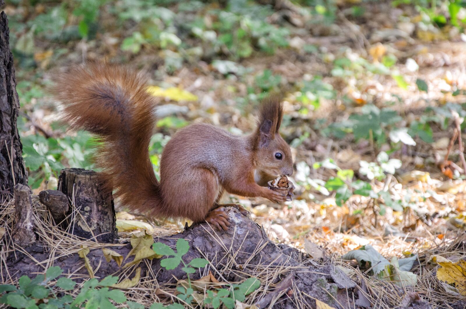 Nikon D5100 sample photo. Squirrel, nature, animals photography