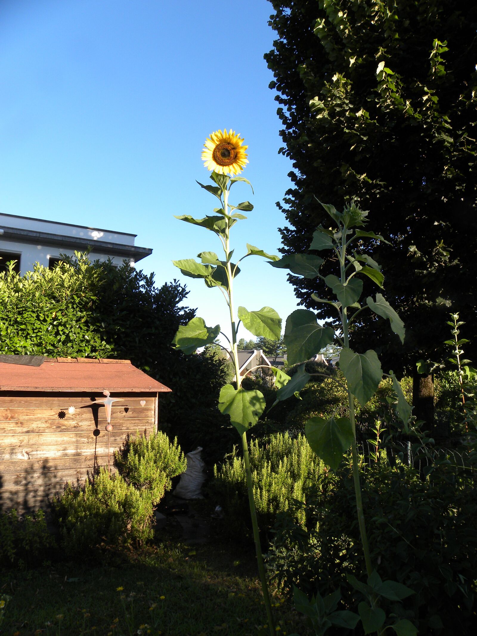 Nikon Coolpix P90 sample photo. Sunflower, garden, solitude photography