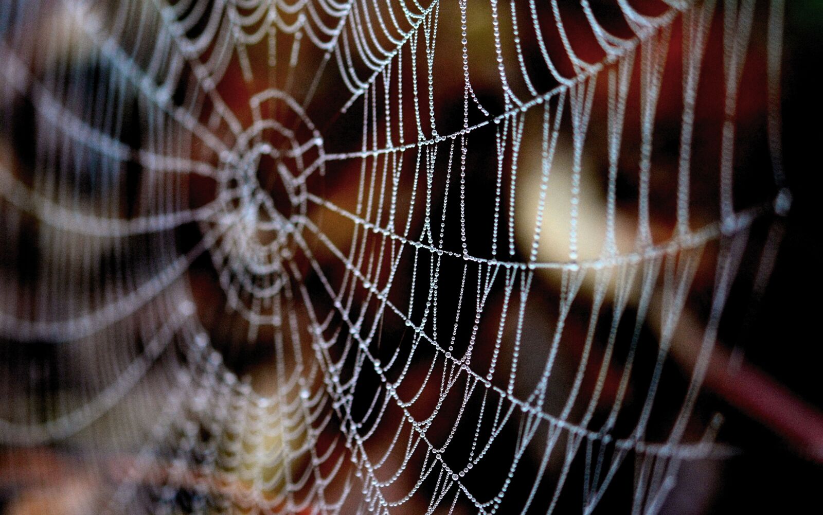 Nikon D5200 sample photo. Cobweb, dewdrop, web photography