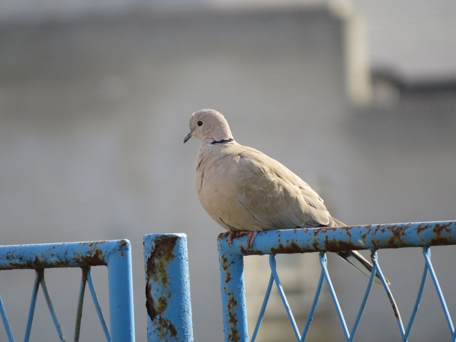 Canon PowerShot SX50 HS sample photo. Dove, streptopelia, bird photography