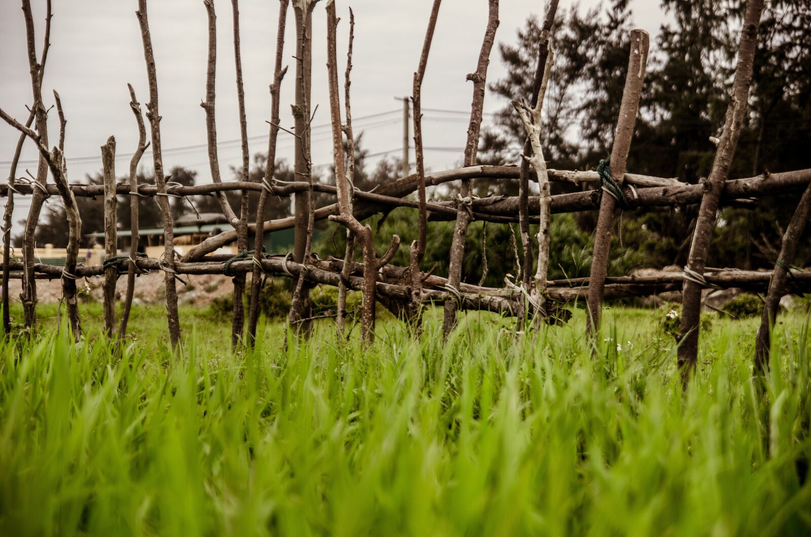 Nikon D7000 sample photo. Rice field, the fence photography