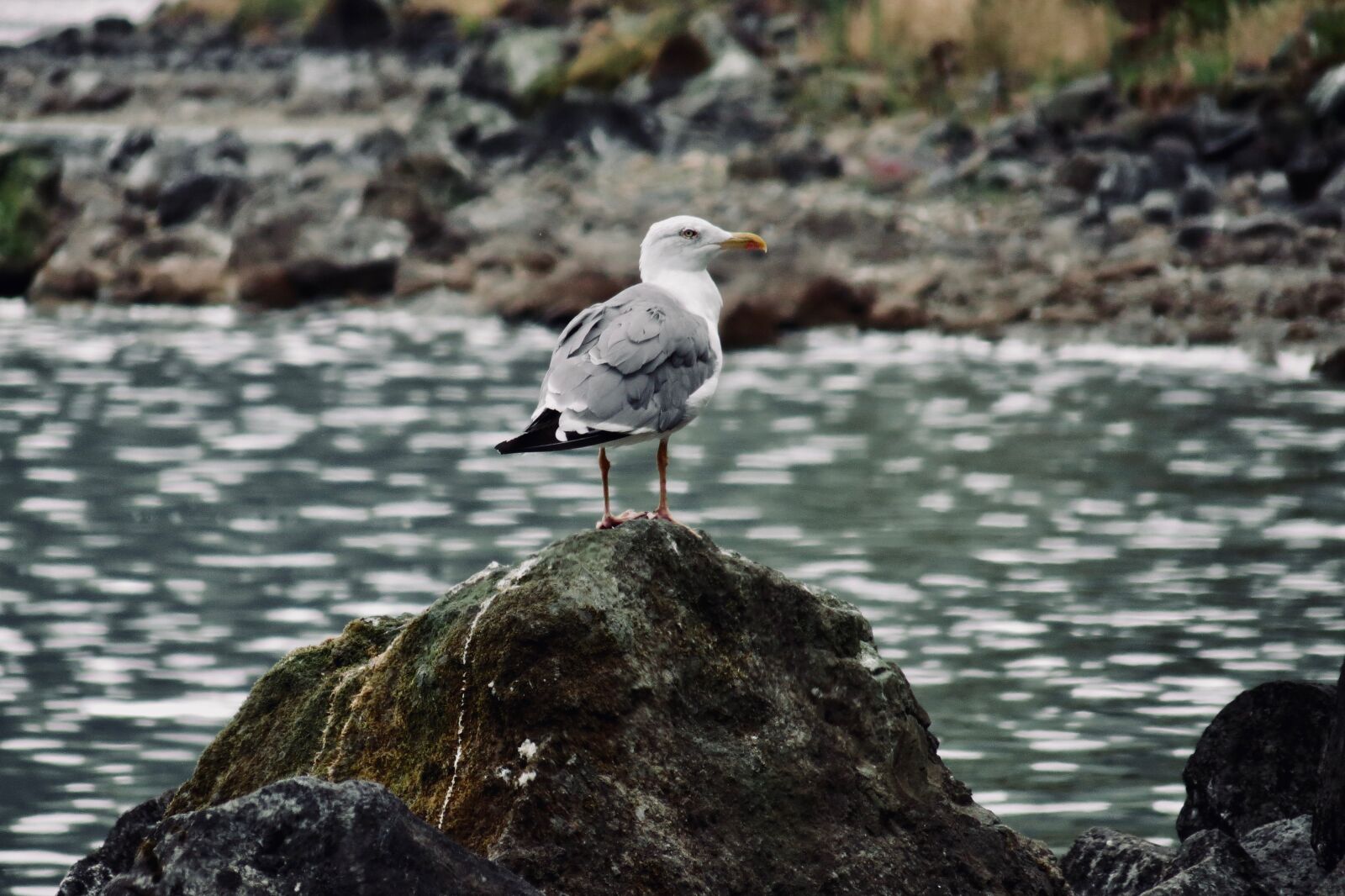 Canon PowerShot SX40 HS sample photo. Seagull, ocean, waiting photography