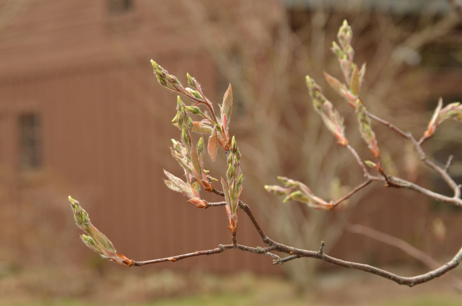 Nikon D7000 sample photo. Branch, plant, sheet photography
