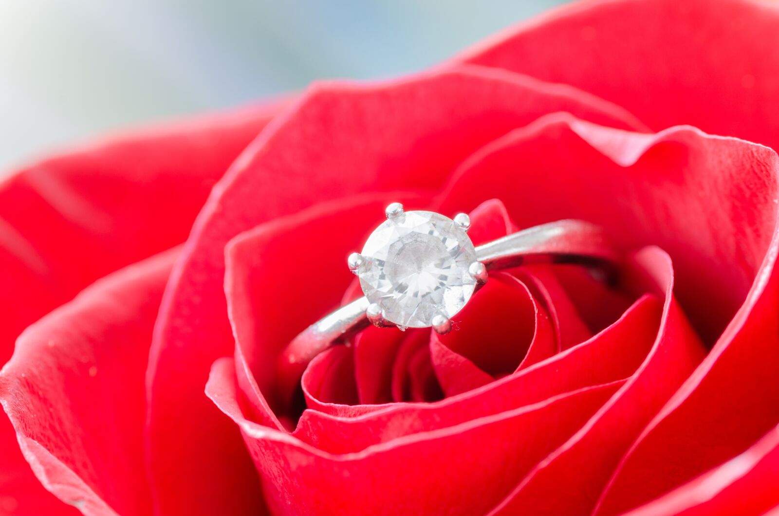 Nikon D5100 sample photo. Flower, rose, macro photography