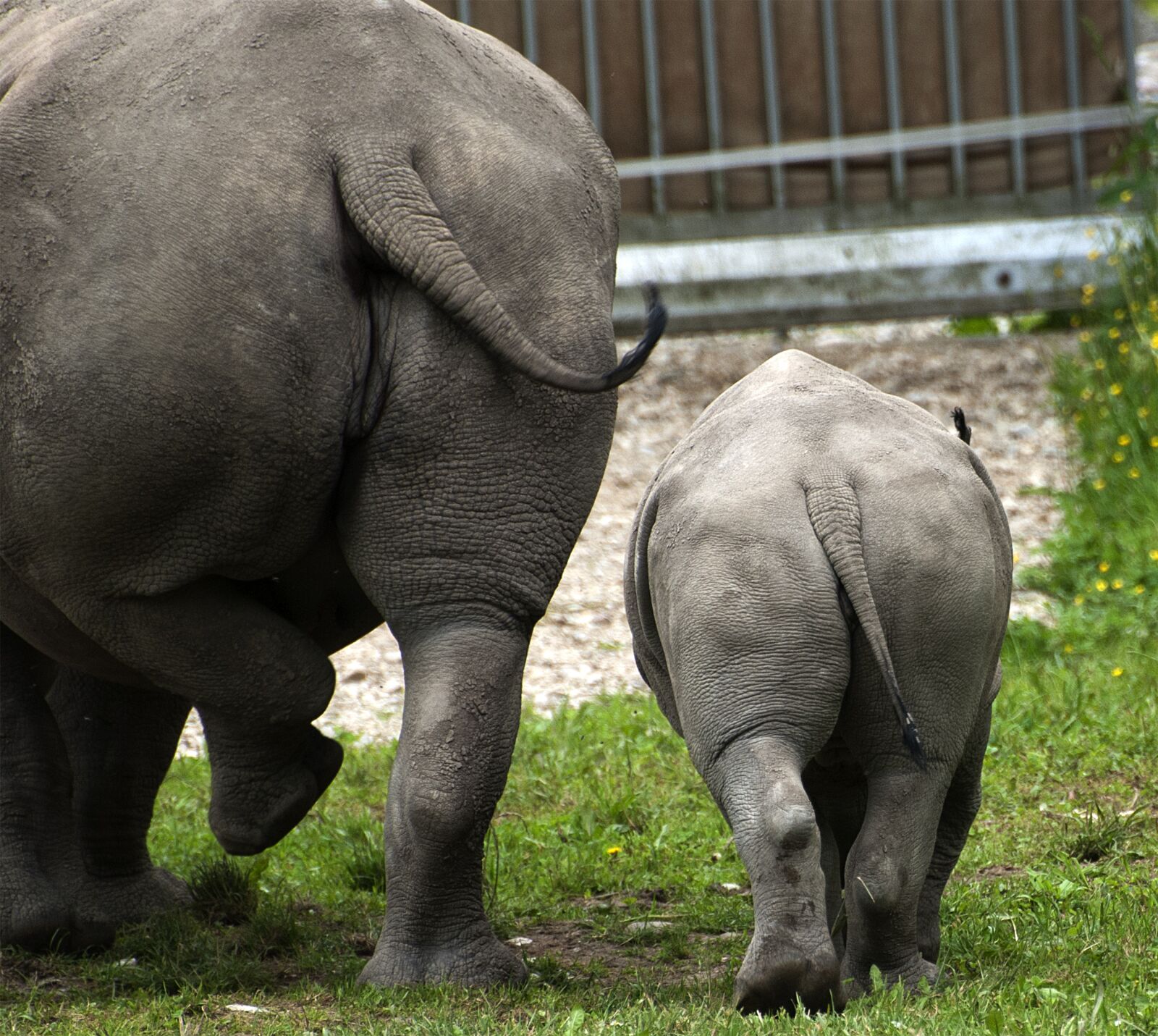 Nikon D80 sample photo. Hippo, baby, animals photography