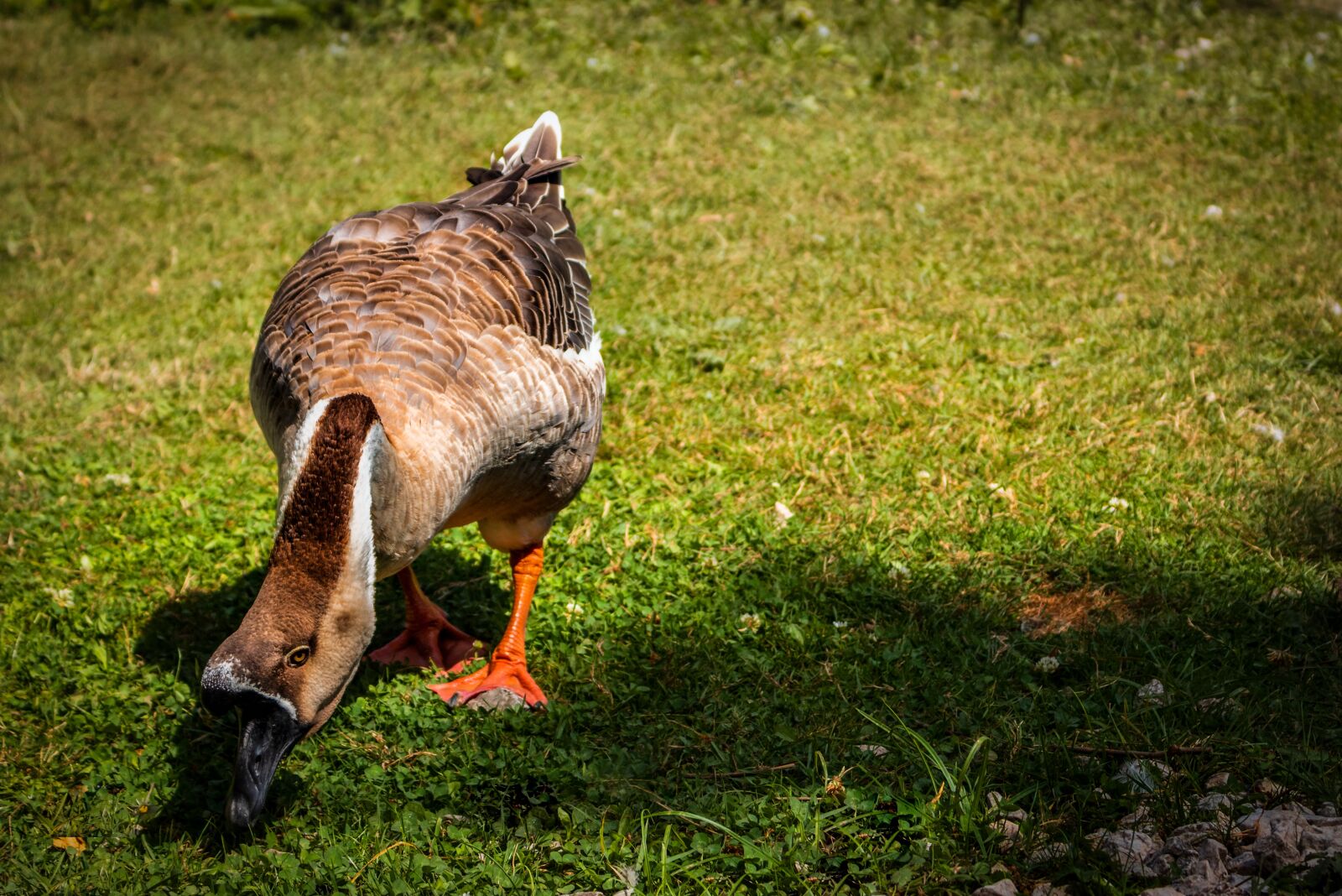 Canon EOS 1300D (EOS Rebel T6 / EOS Kiss X80) sample photo. Duck, oca, chicks photography