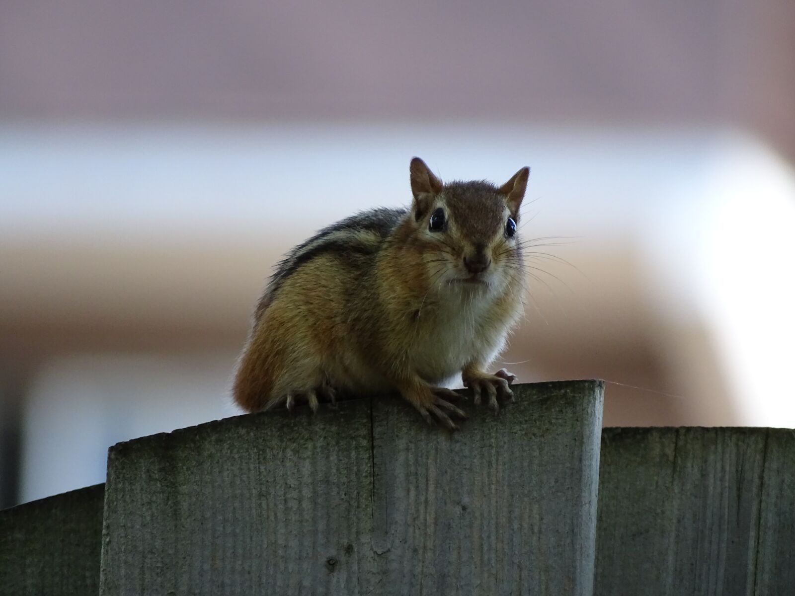 Sony Cyber-shot DSC-HX400V sample photo. Squirrel, animal, nature photography