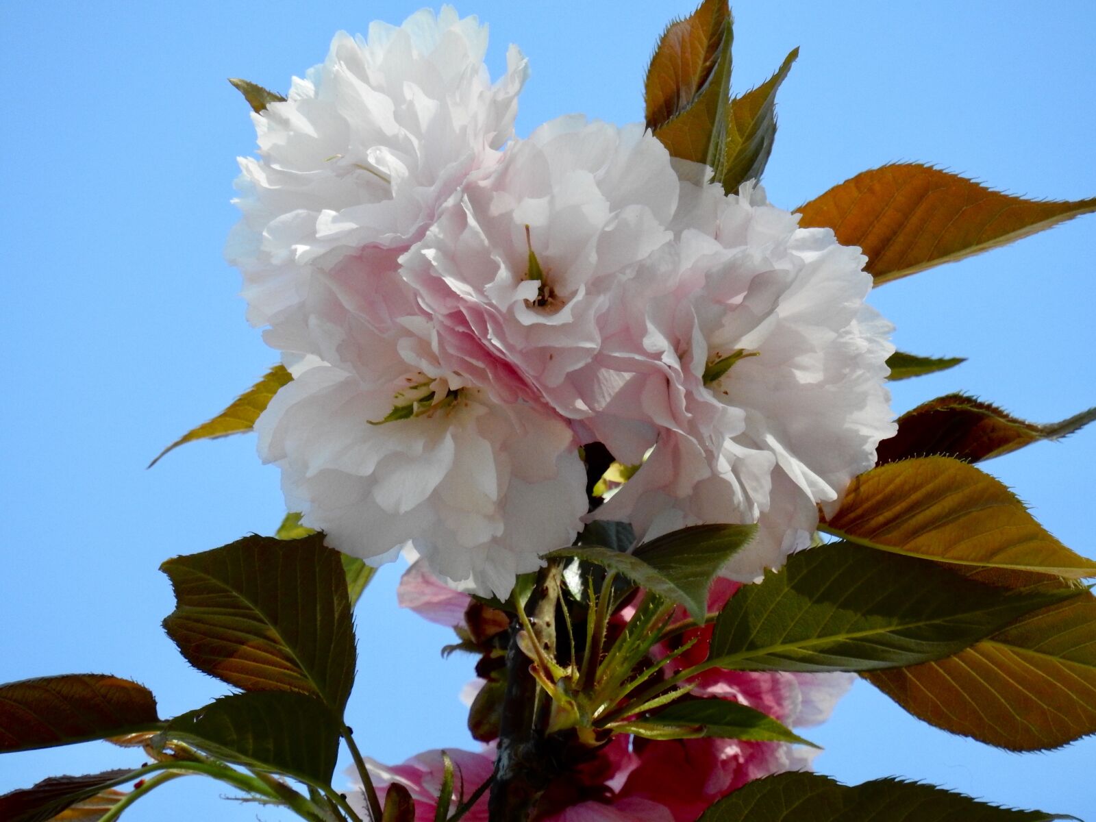 Nikon Coolpix P900 sample photo. Blossom, flowers, bloom photography