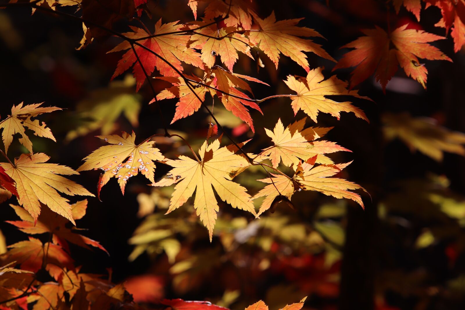 Canon EF 70-200mm F2.8L USM sample photo. Autumn leaves, maple, the photography