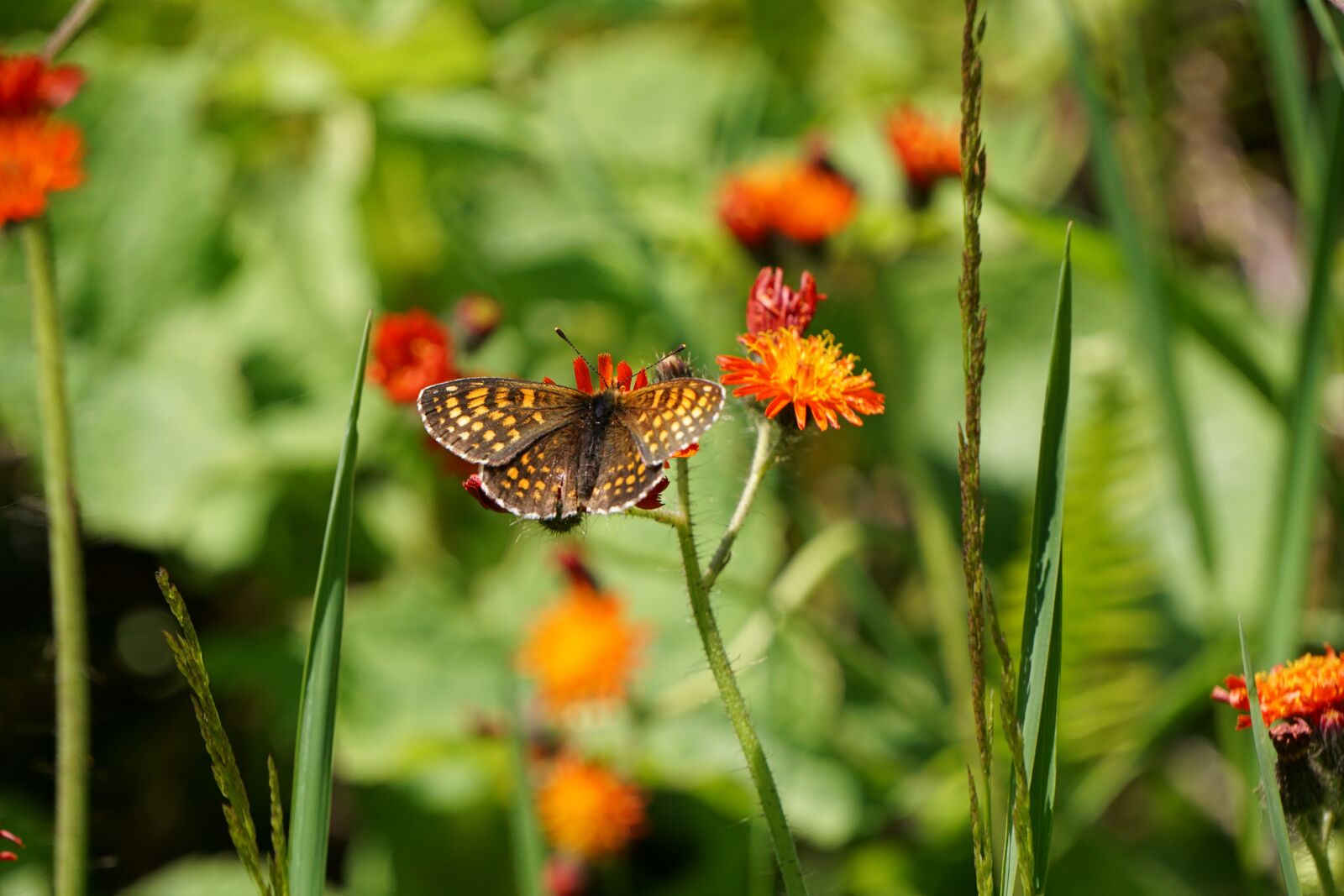 Sony E 55-210mm F4.5-6.3 OSS sample photo. Butterfly, nature, flower photography