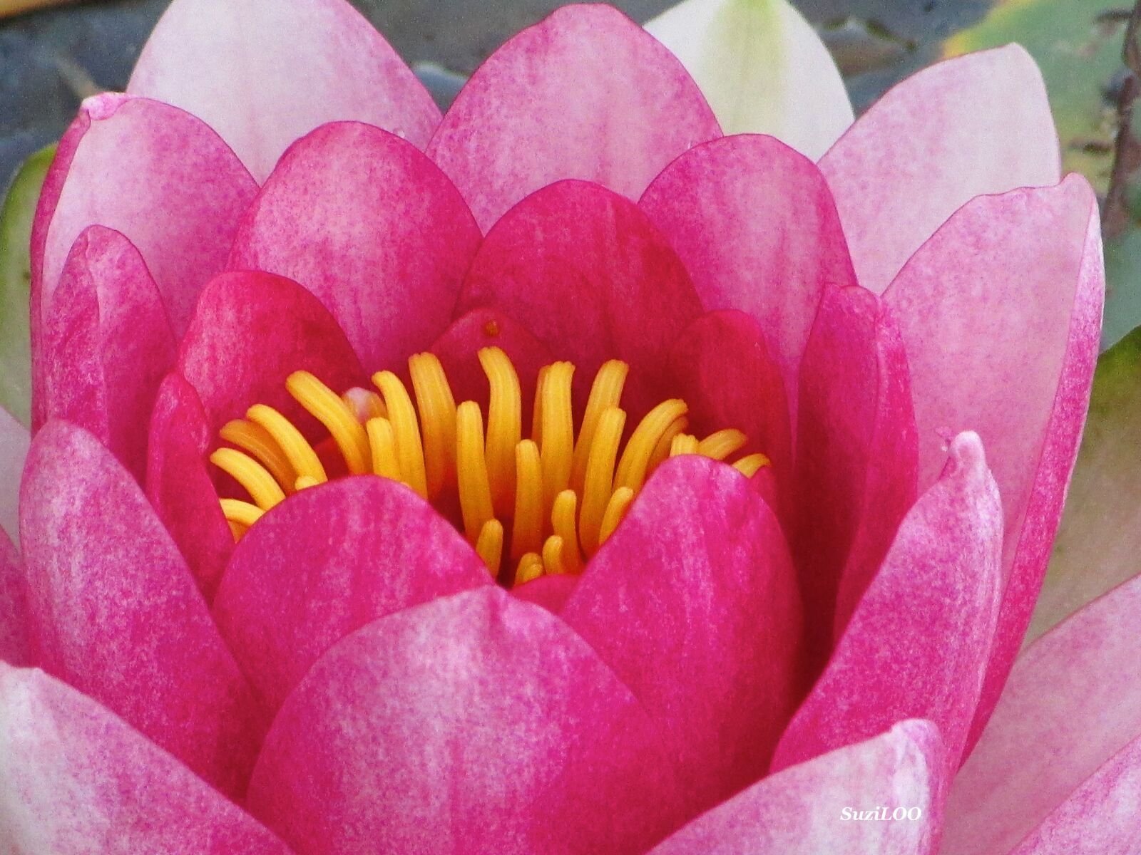 Canon PowerShot SX500 IS sample photo. Lotus, pink, open photography